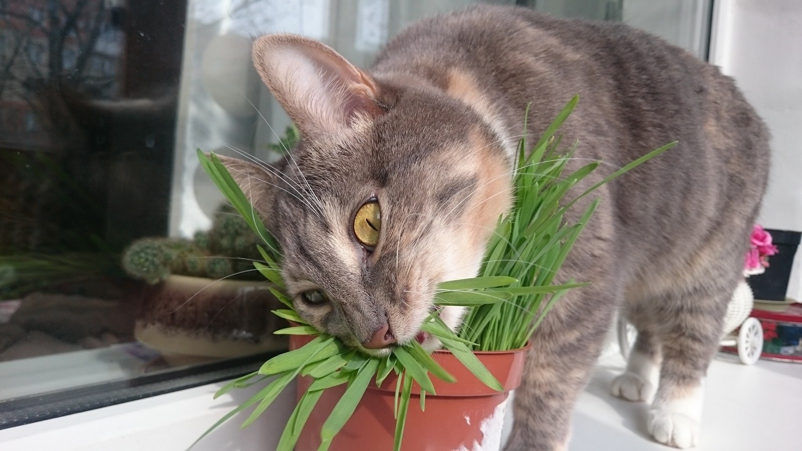 Укроп кошкам. Кот ест цветы. Кошачья трава комнатное. Растение которое едят коты. Кот жрет цветы.