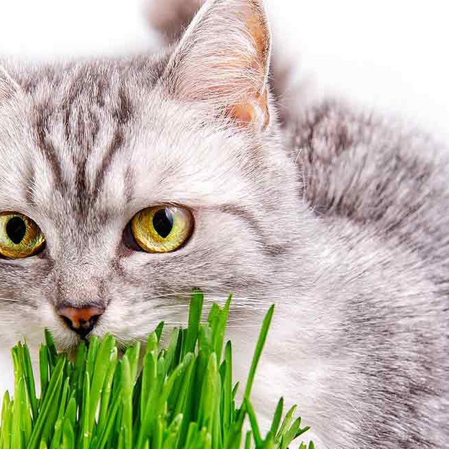Зачем кошкам трава