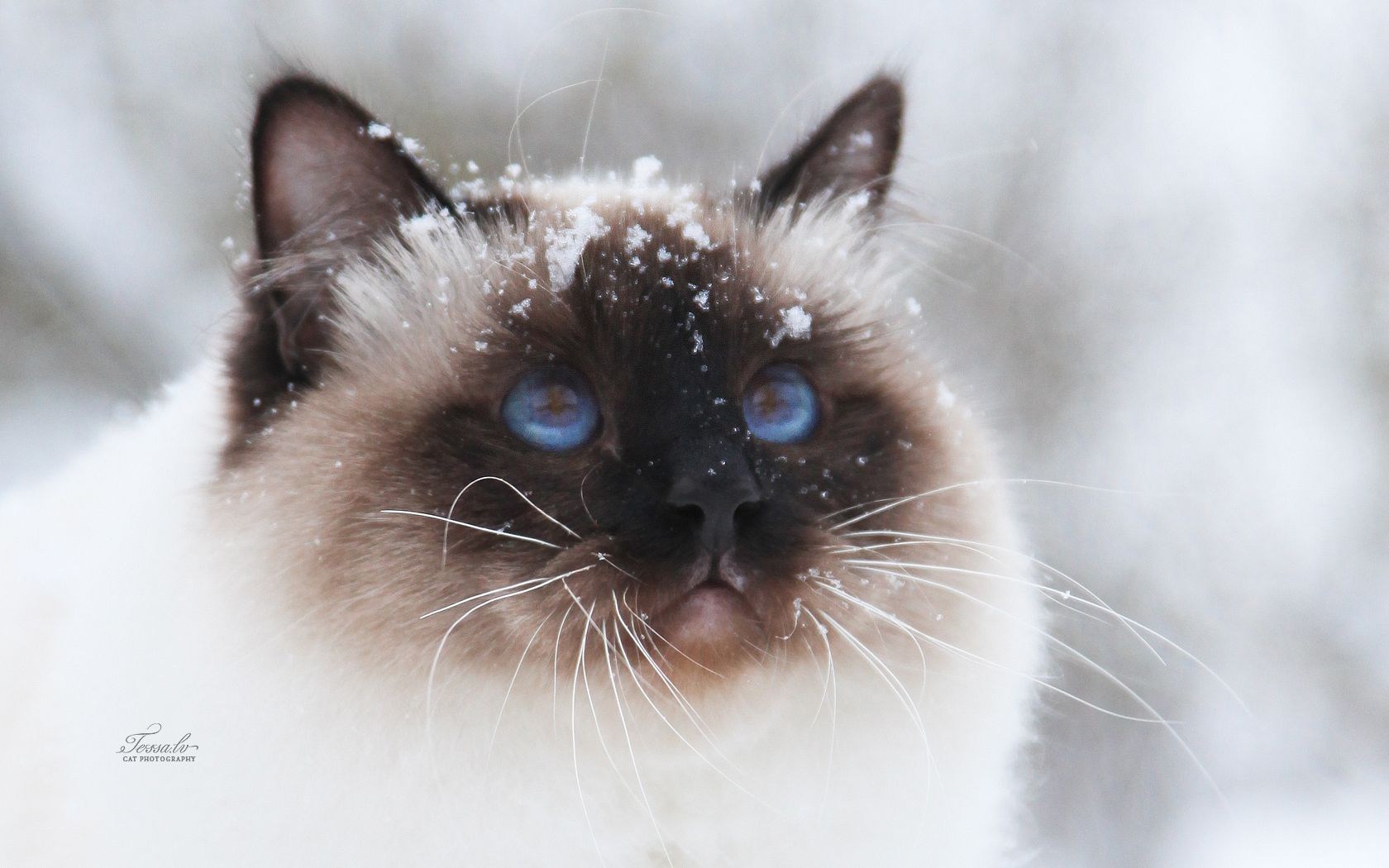 Сиамский кот зимой