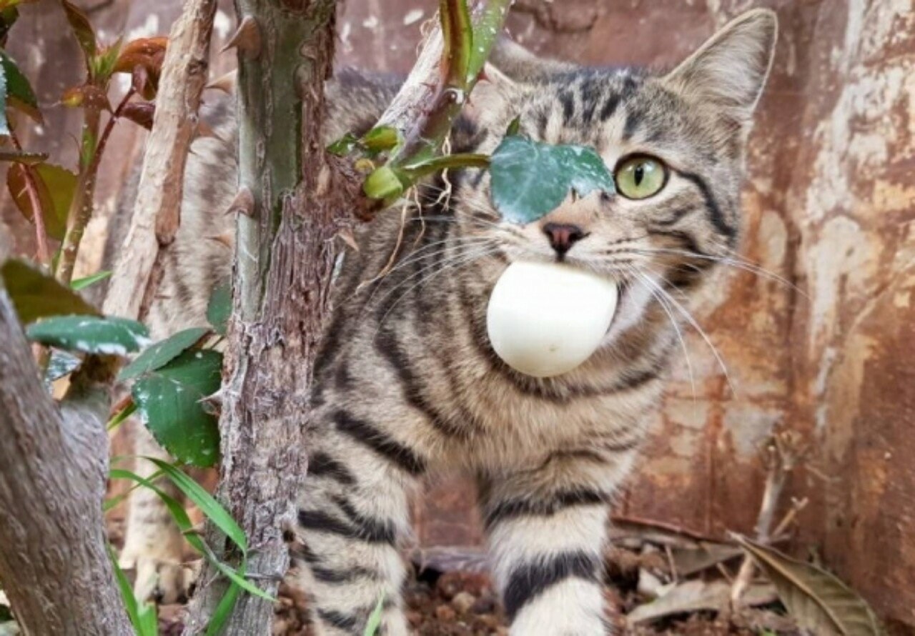 Смешные картинки котиков. Прикольные коты. Смешной кот. Прикольные фото котов. Приколы про кошек.