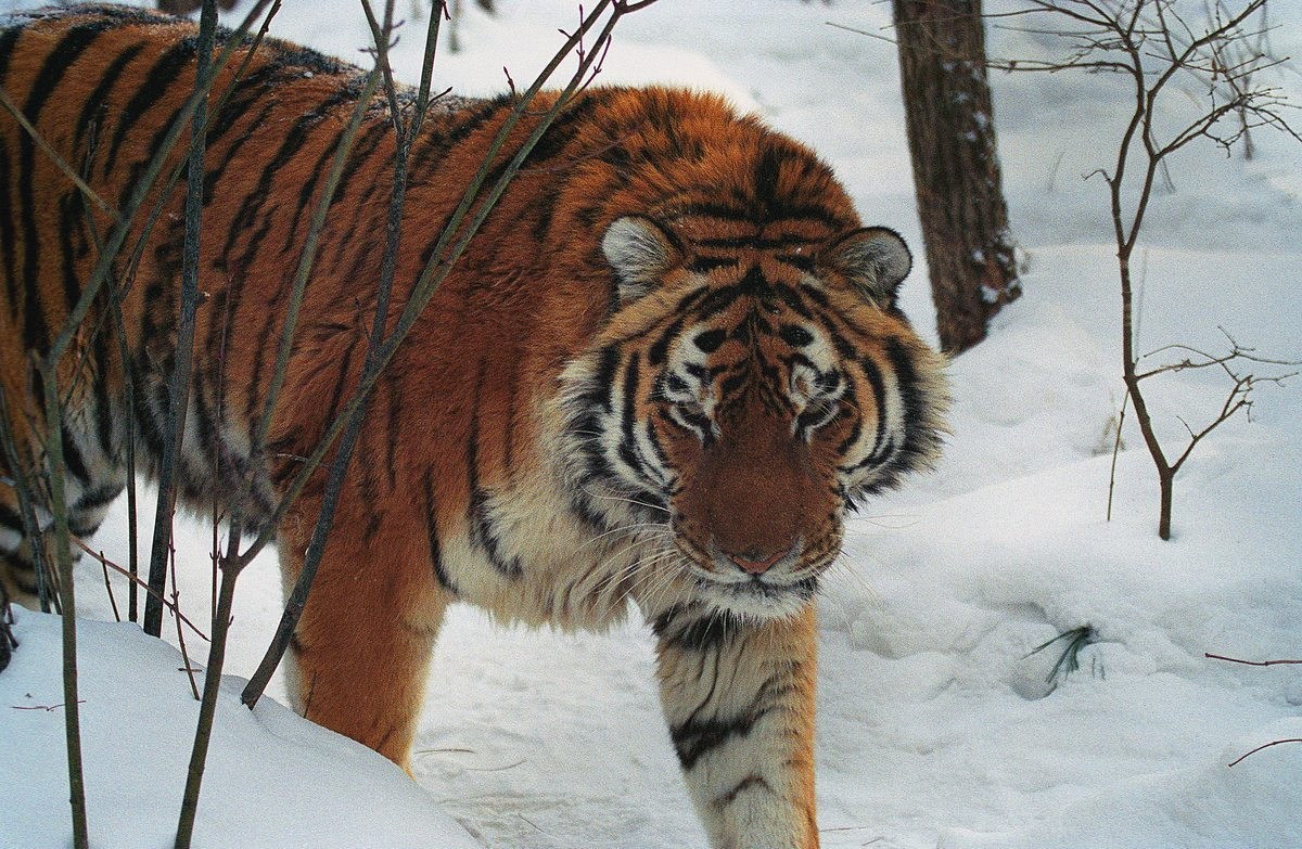 Уссурийский тигр живет