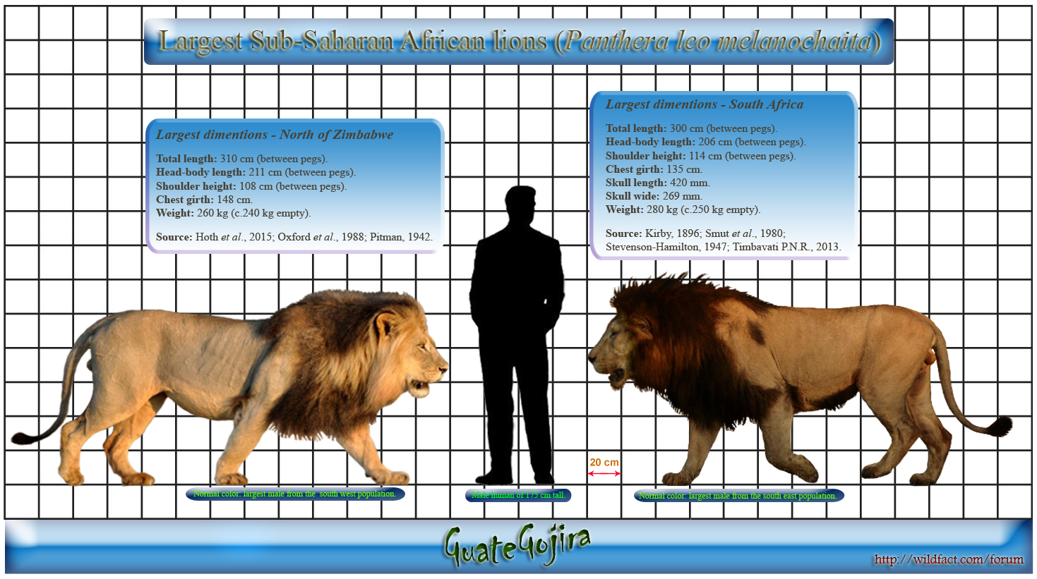 Лев максимальный размер. Лев и человек Размеры. Размер Льва по сравнению с человеком. Лев и человек сопоставление. Сравнение роста человека и Льва.