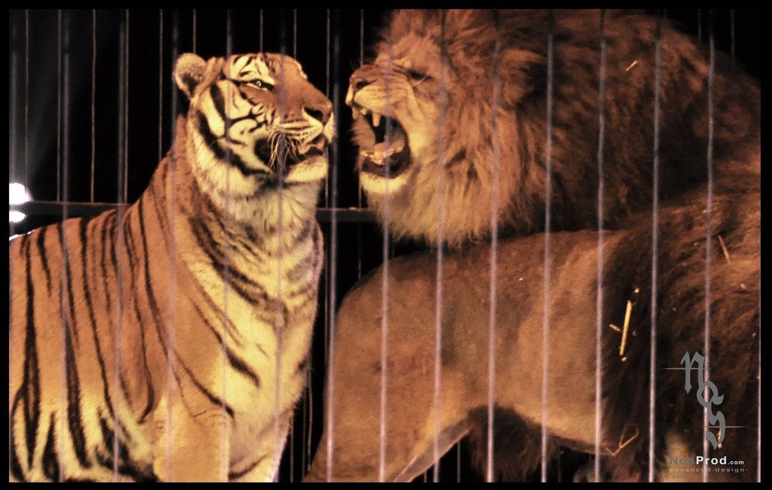 Тигры и львы в клетке