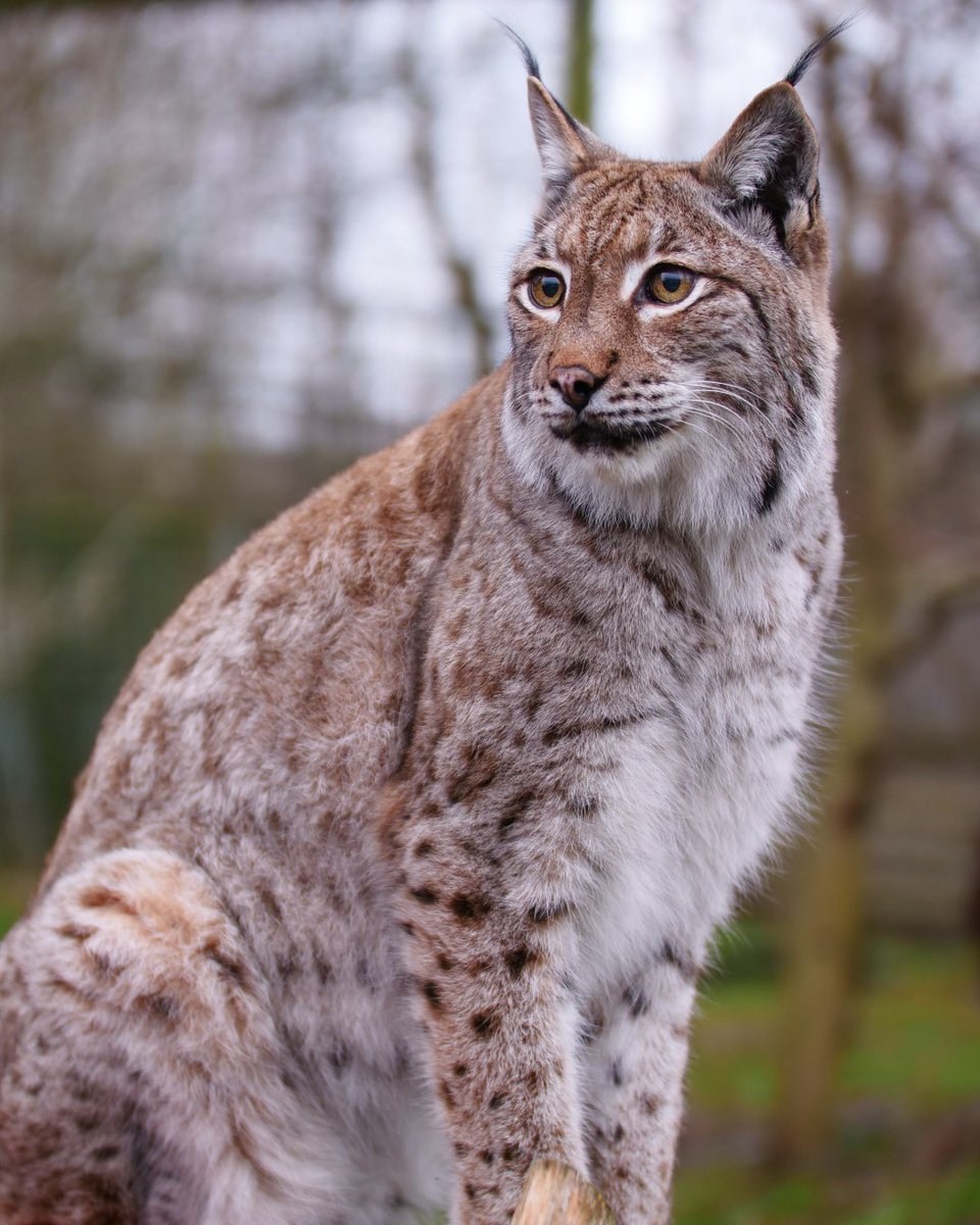 Ход рысью. Lynx issiodorensis. Рысь европейская обыкновенная. Рысь Подмосковная. Туркестанская Рысь.