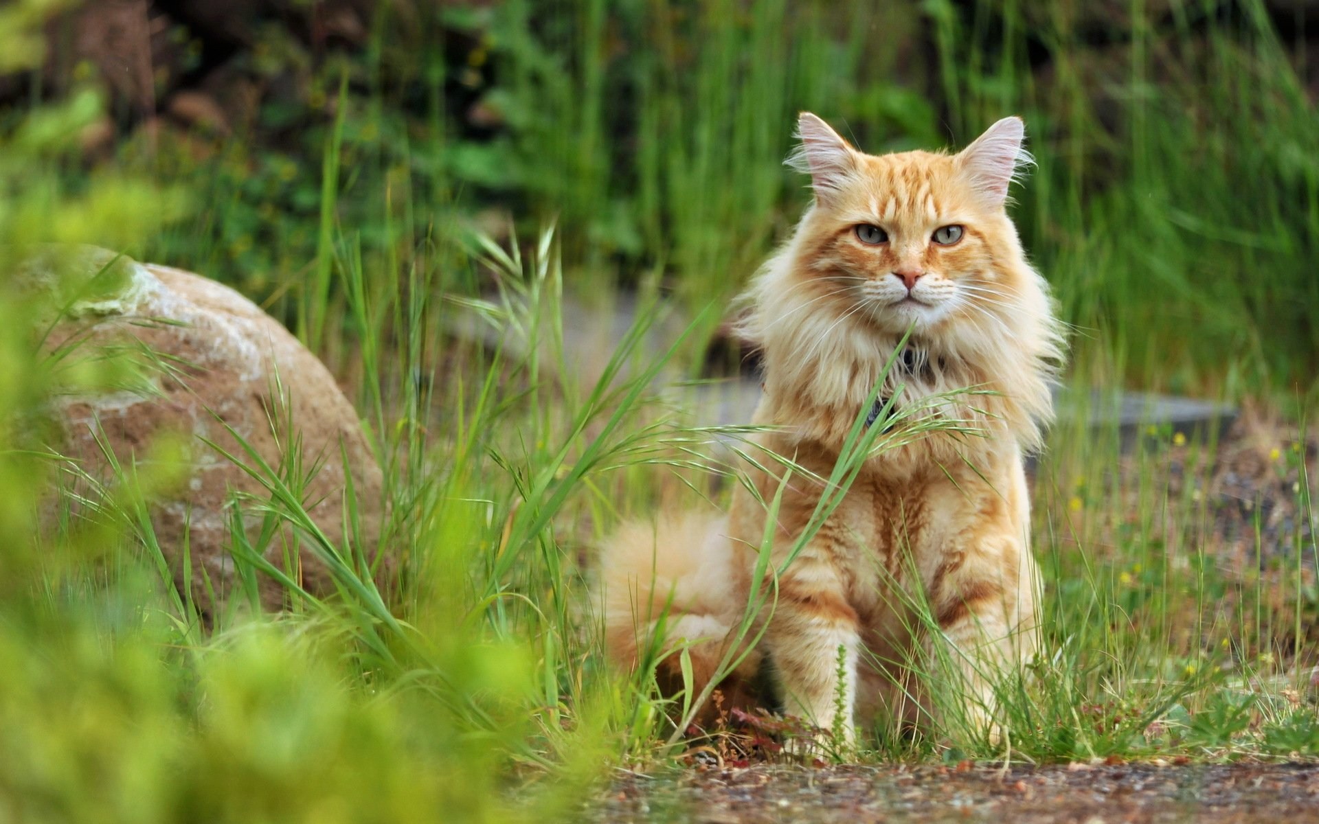 Кот в лесу. Кошка на природе. Рыжий кот. Коты в лесу. Дикий рыжий кот.