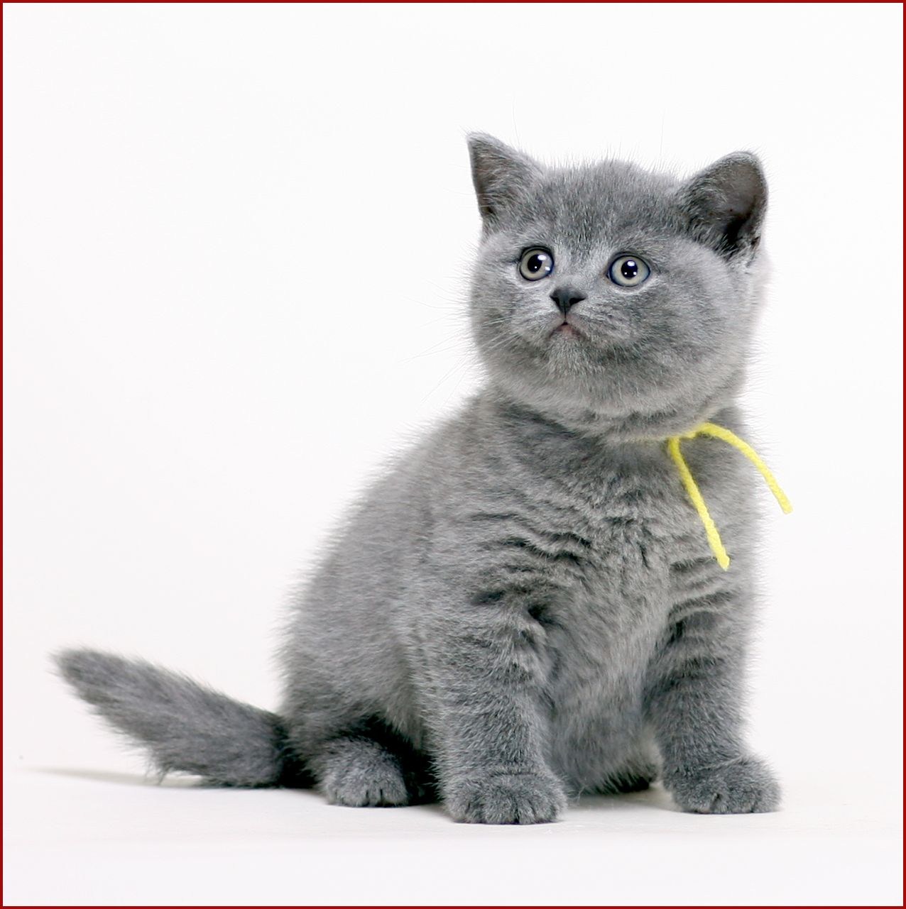 Kitten1bot. Британская короткошёрстная кошка. Британский короткошерстный кот голубой. Британский короткошерстный кот серый. Британская голубая короткошерстная.
