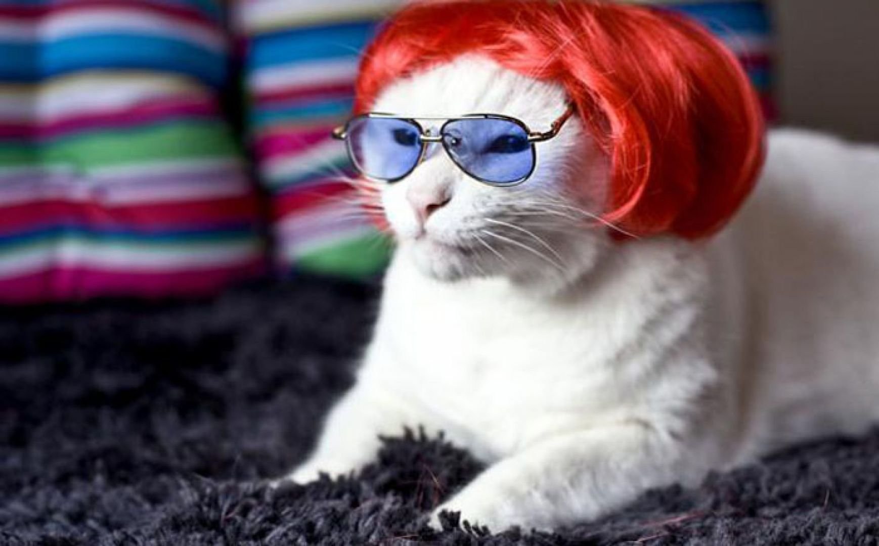 Кот в рыжем парике