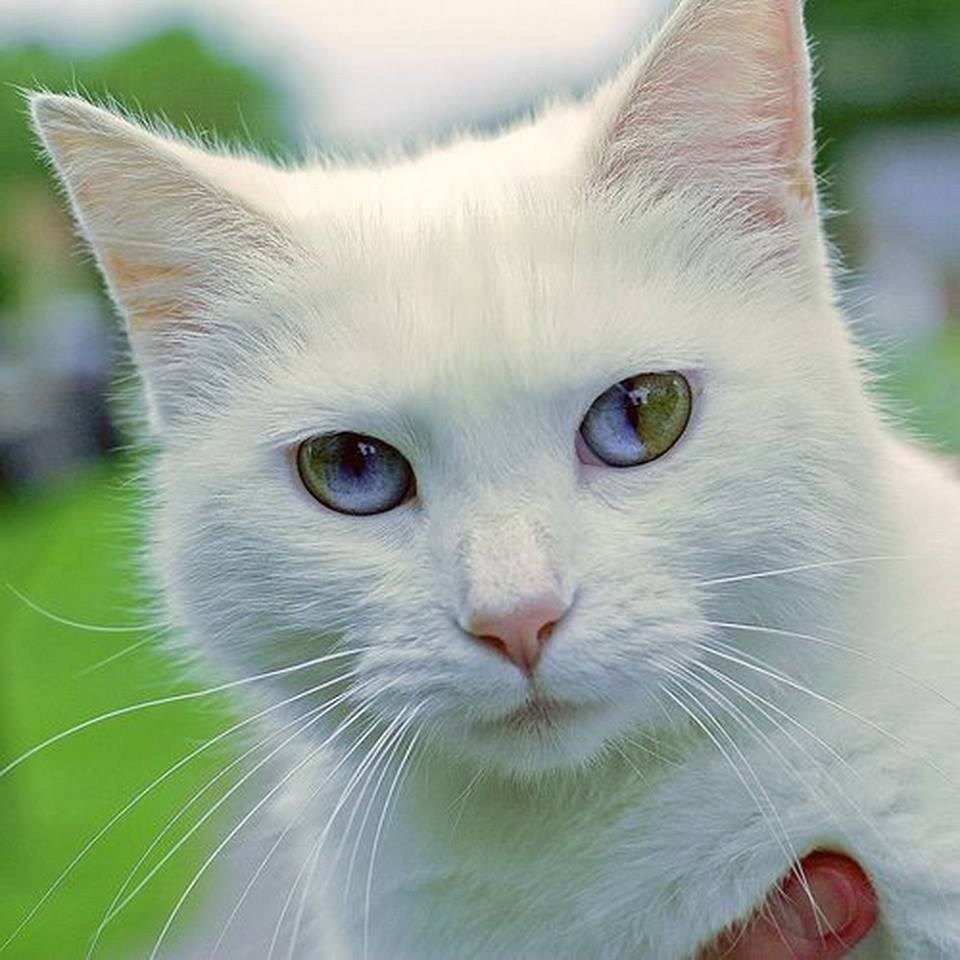 Белая кошка с разными глазами - картинки и фото koshka.top