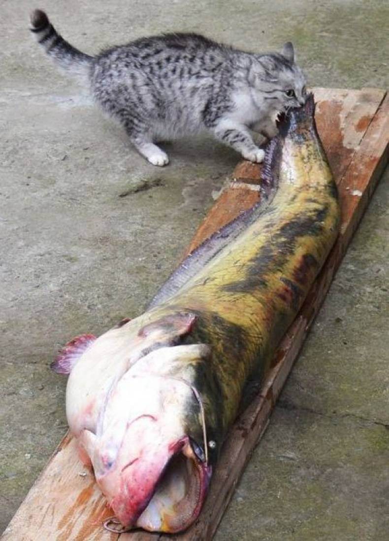 Кот ворует рыбу