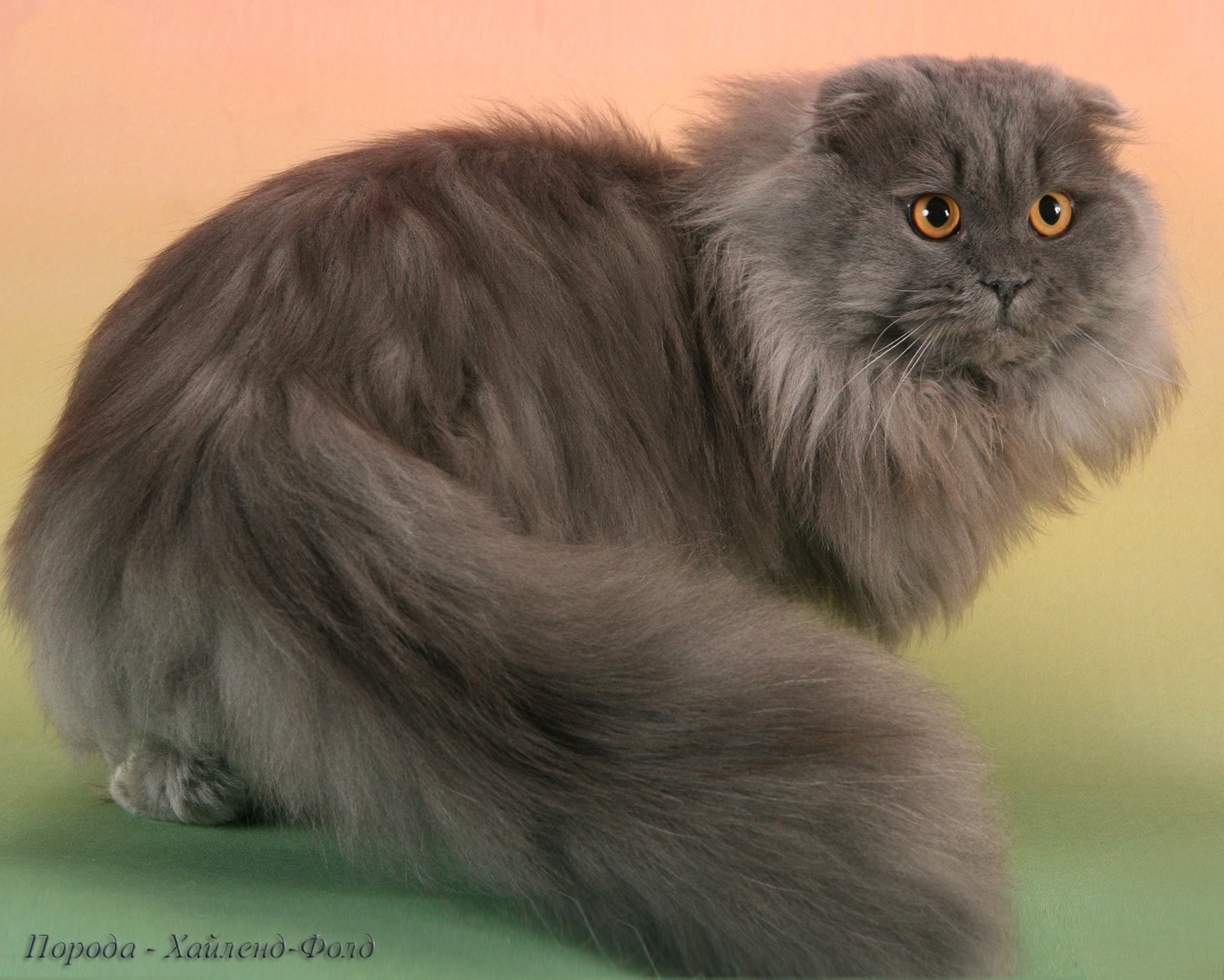 Шотландского длинношерстного кота - картинки и фото koshka.top