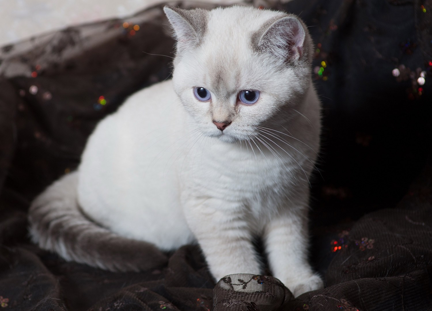 Британская кошка белая