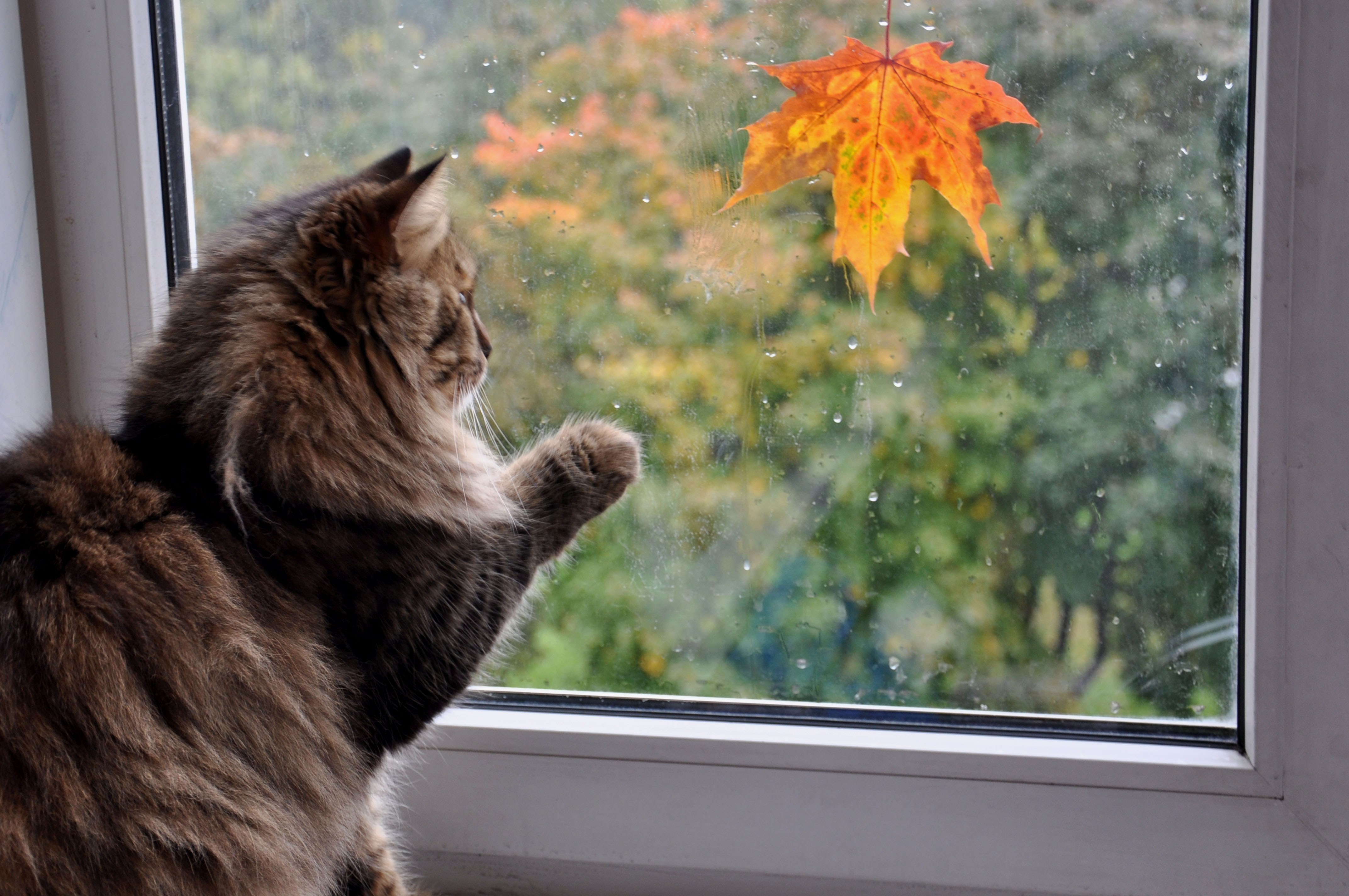 Стучит подоконник. Осень за окном. Кот на окне. Осень дождь. Кошка на окне осень.