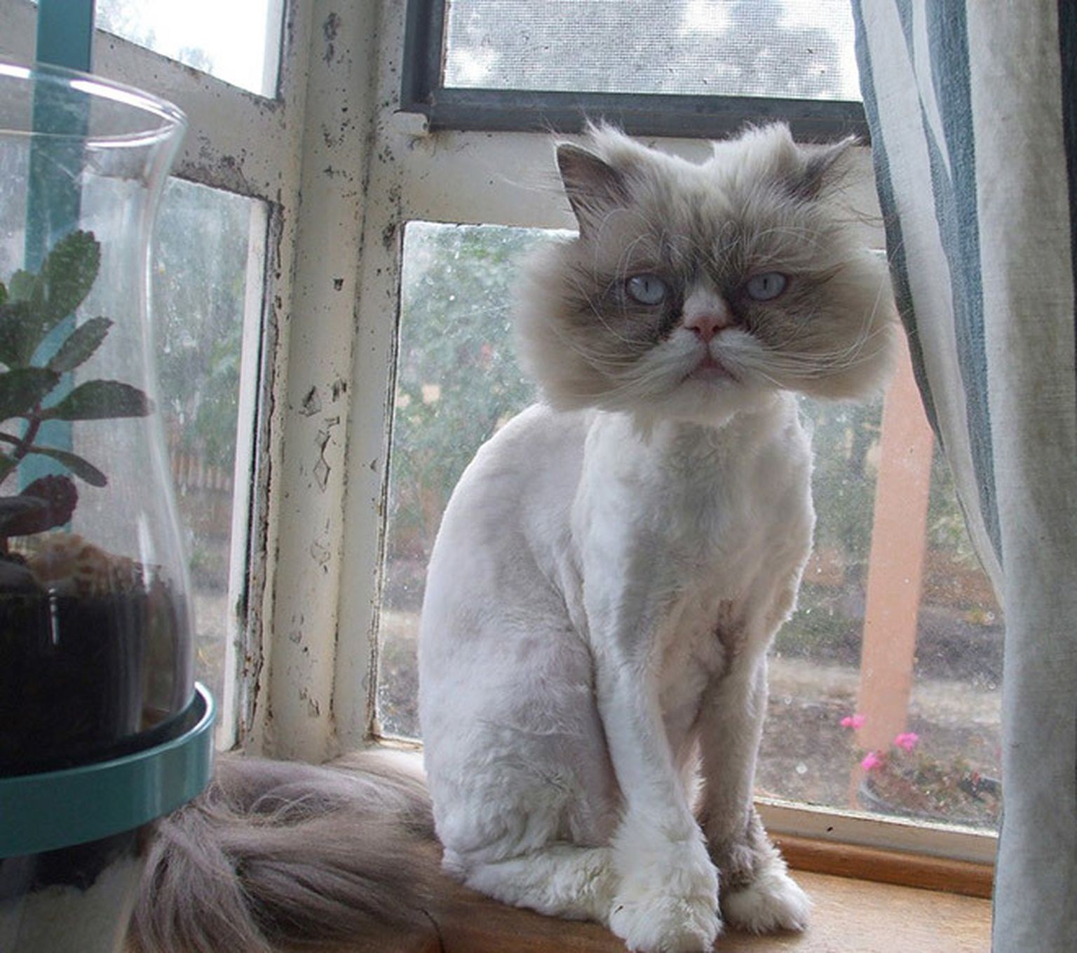 Бреет кис. Смешные стрижки котов. Лысый персидский кот. Побритый кот. Бритый персидский кот.