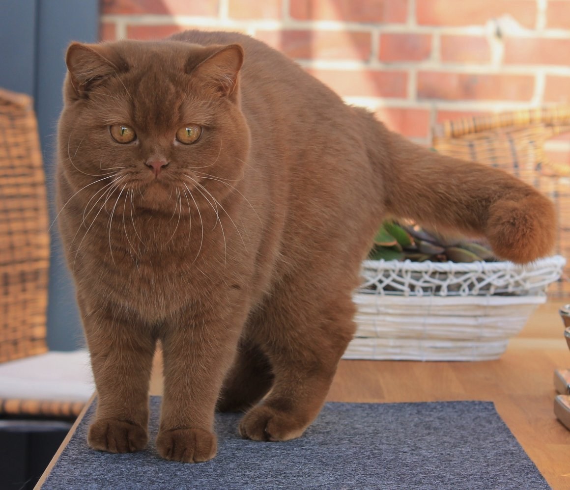 Британский кот шоколадного окраса - картинки и фото koshka.top