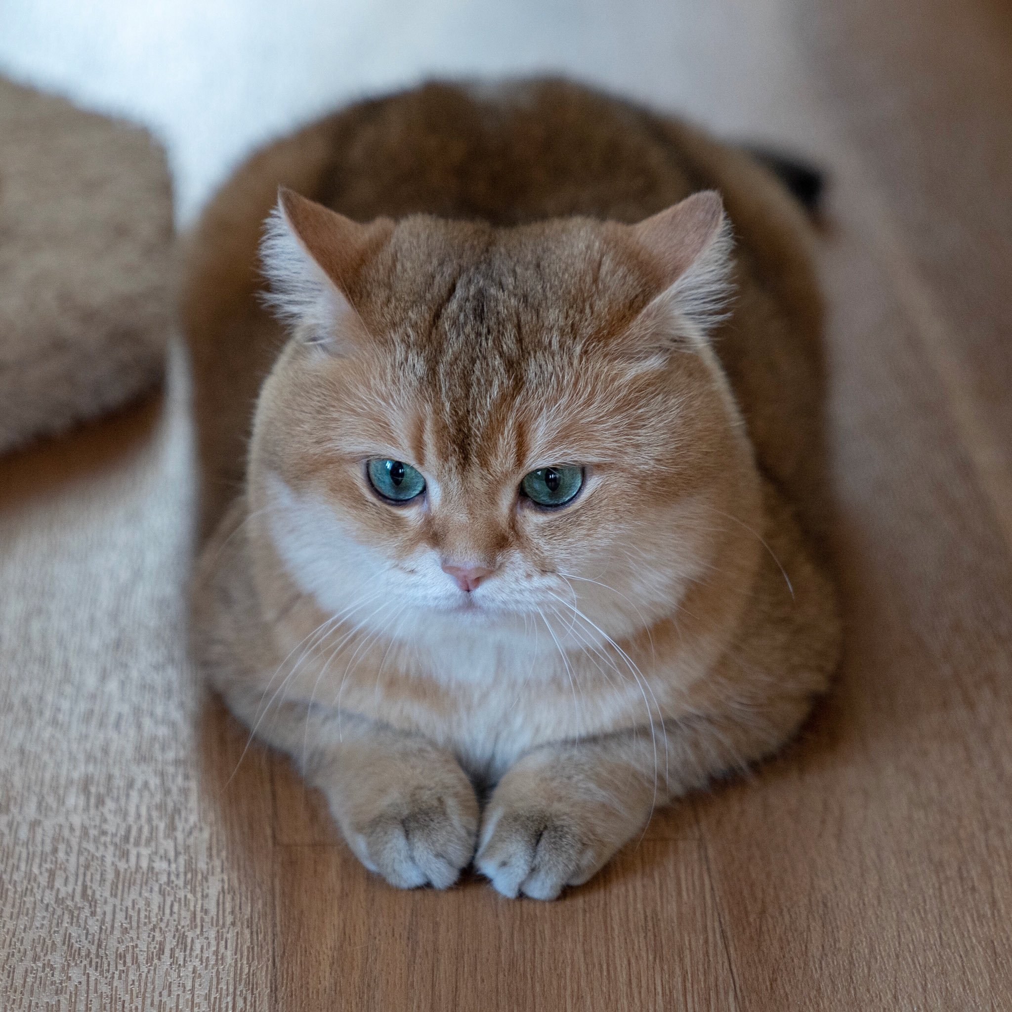 Плюшевая кошка живая - картинки и фото koshka.top