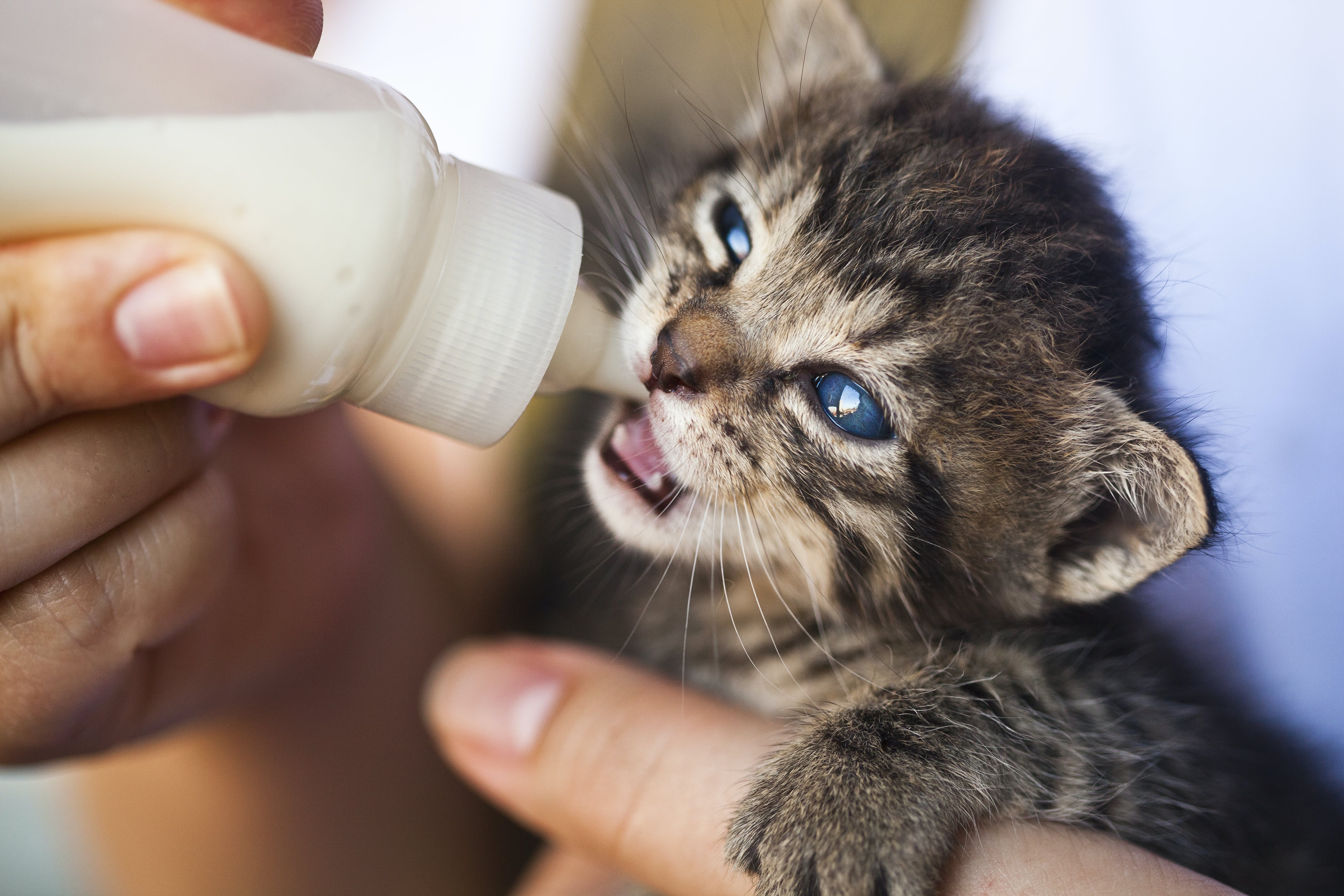 Пьет ли кошка воду. Котенок пьет молоко. Котенок лакает молоко. Котенок пьет молочко. Молоко для котят.