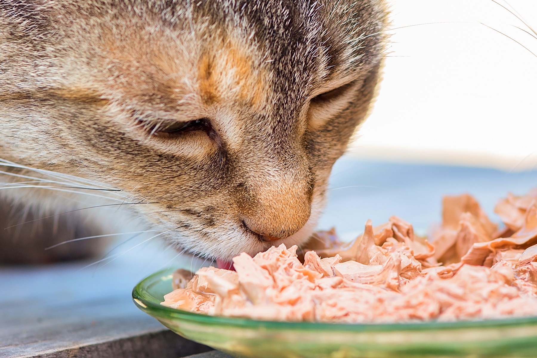Что ест кошка в домашних условиях
