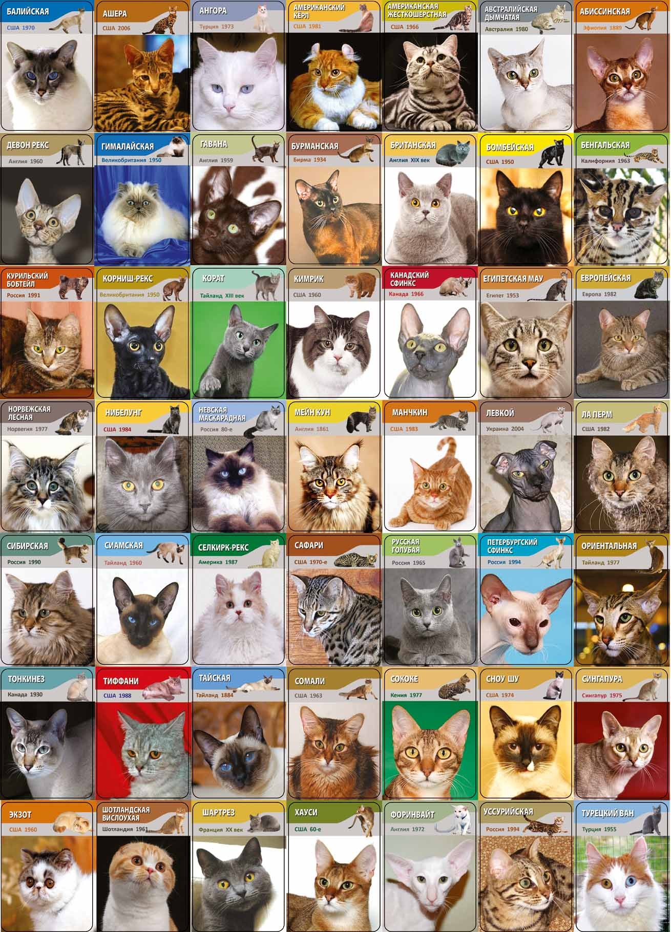 Породы кошек: полное описание и список по алфавиту с названиями