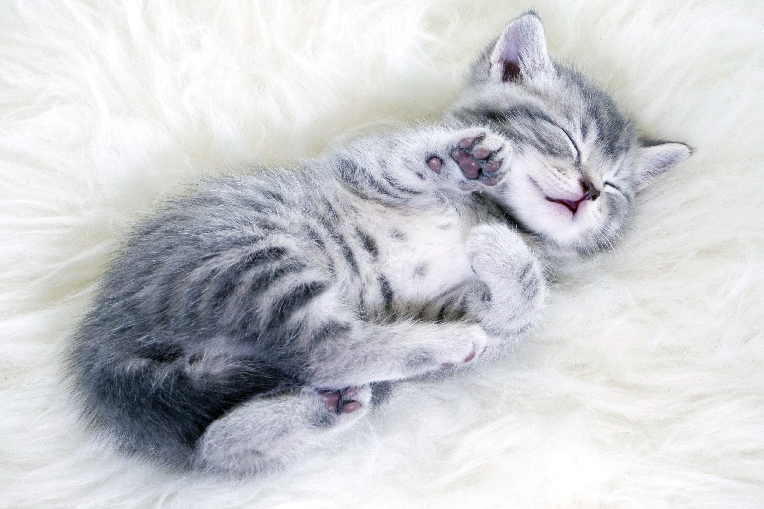 Красивый котенок во сне. Спящий кот. Спящие котики. Спящий котенок.