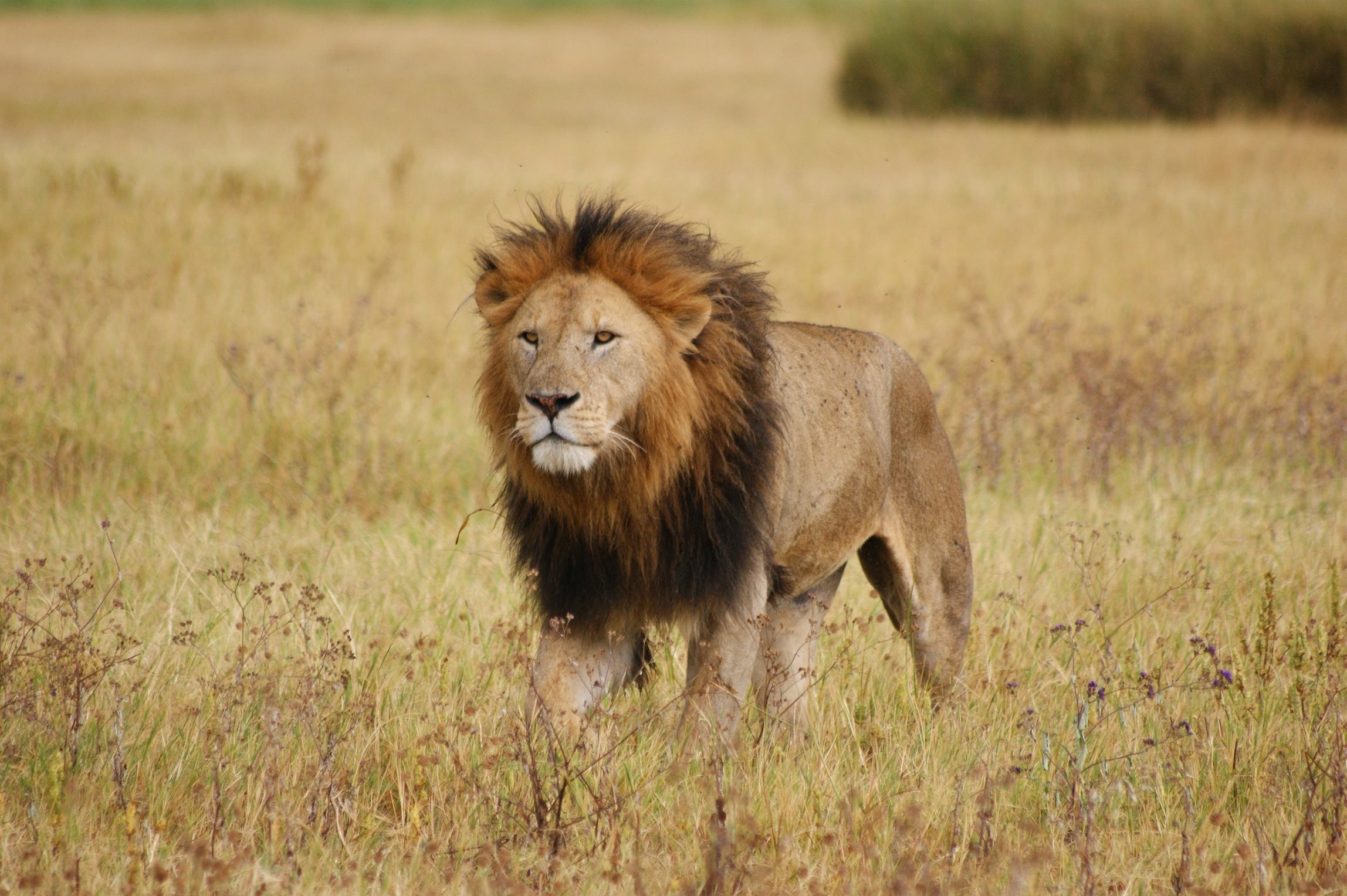 Информация про львов. Восточно-Африканский Саванна Львов. Африканский Лев. Восточно Африканский Лев. Лев в Африке.