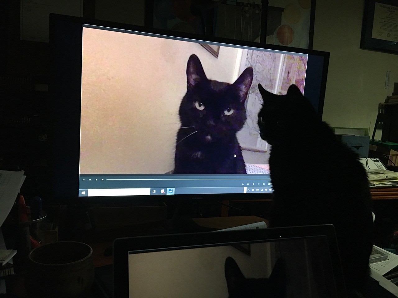 Смотрят кошки на экране. Кошка и монитор. Отражение котенка. Кот в отражении Лев. Отражение в мониторе.