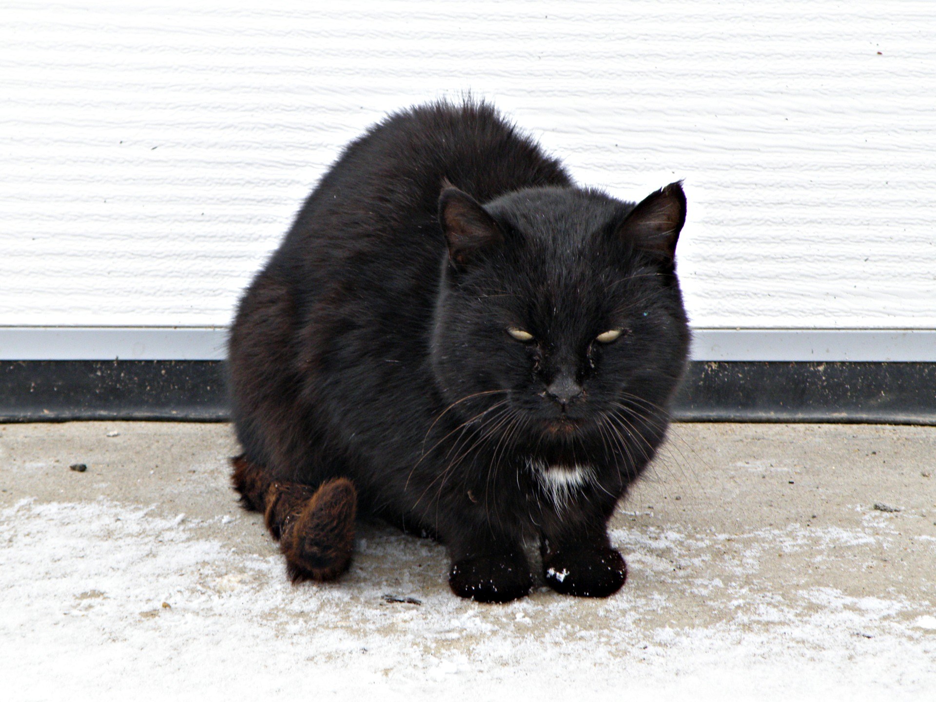 Толстый Черный Кот