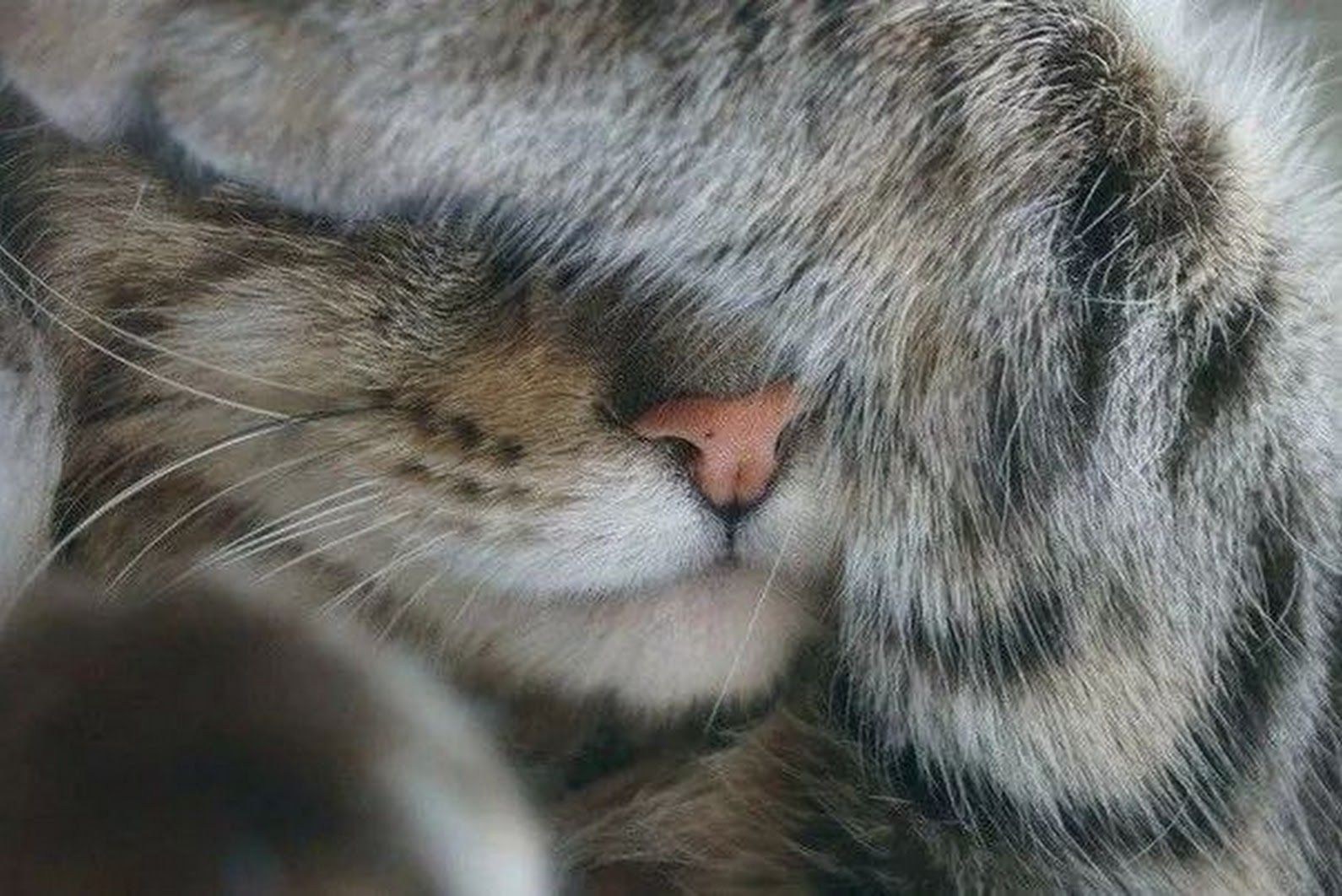 Носик лапки. Кошка закрывает лапой морду. Кот прячет нос. Котик закрывает лапками мордочку. Кот прикрыл лапой нос.