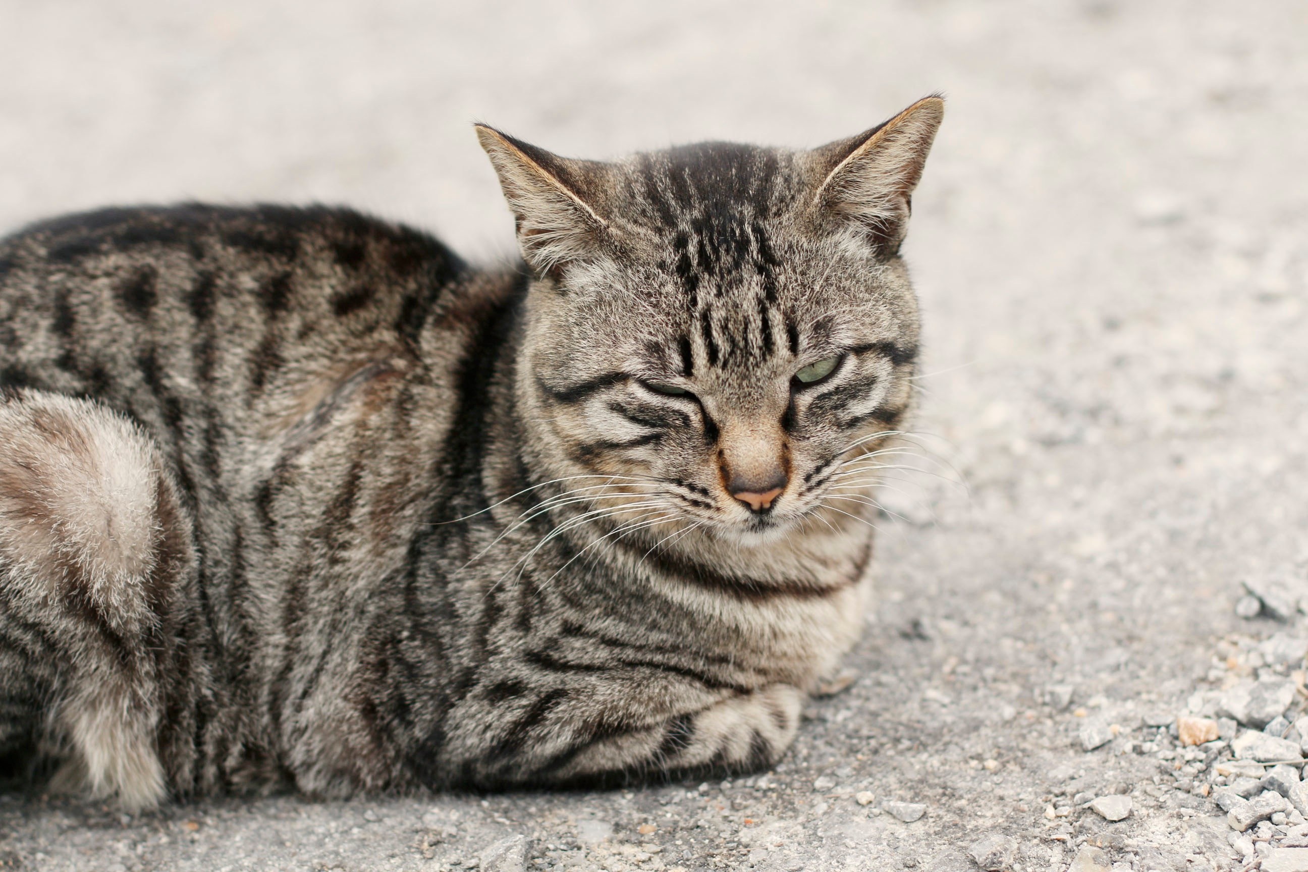 Полосатые кошки породы - картинки и фото koshka.top