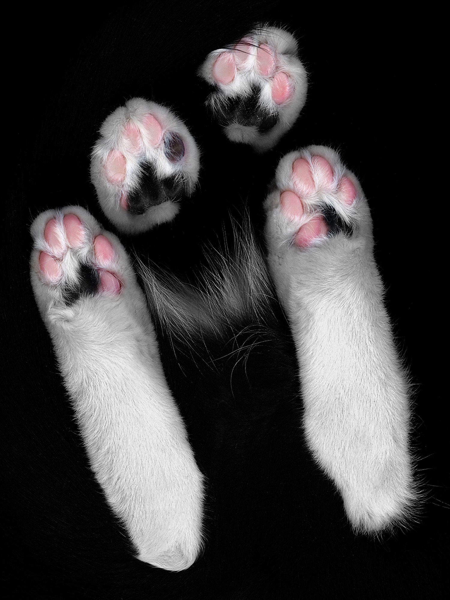Передние и задние лапы кошки. Кошачья лапка. Кошачьи лапки подушечки. Котик на задних лапках.