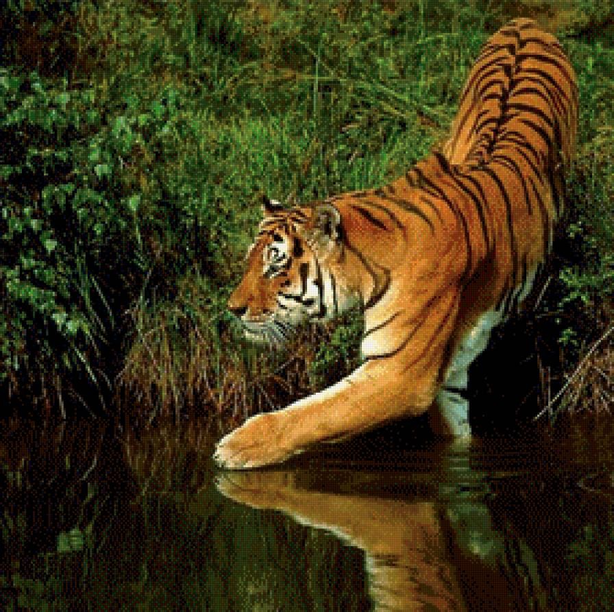 Тигр живу 2. Живая природа. Красивые животные. Природа и животные. Тигр в природе.