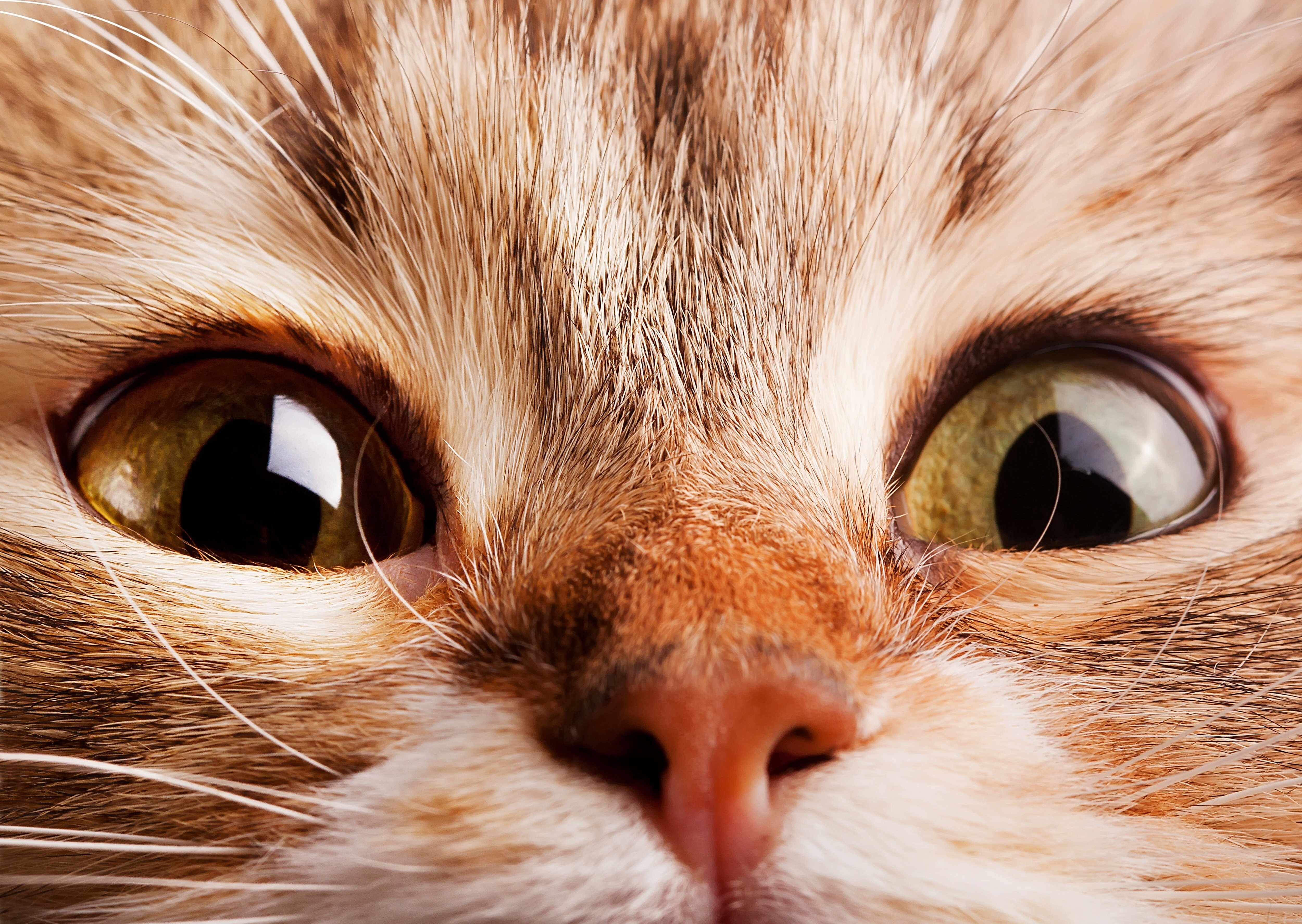 Кошачий. Морда кота. Глаза кошки. Кошачья мордочка. Красивая морда кошки.