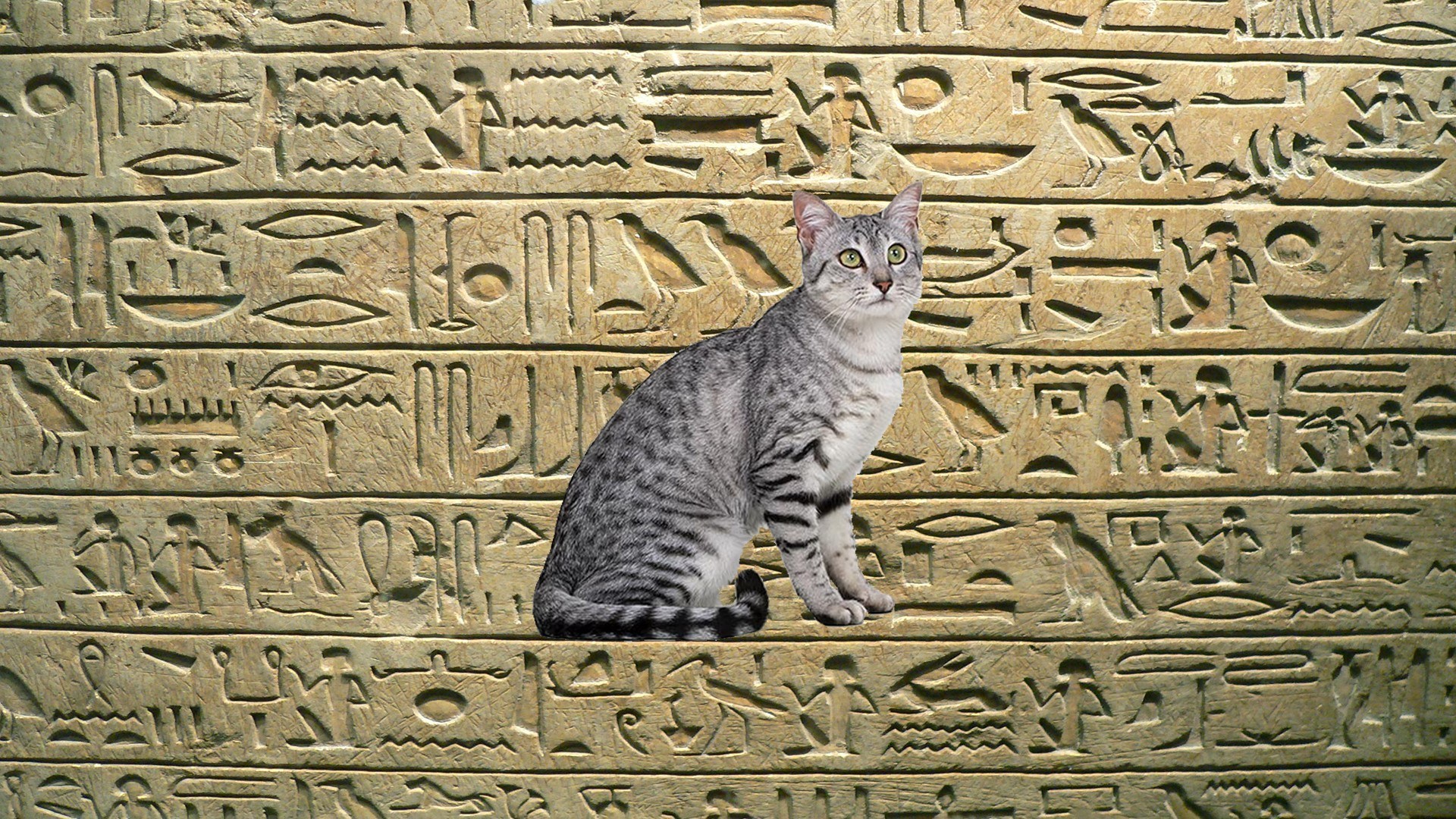 Звуки египта для кошек слушать. Египетская МАУ кошка. Египетская МАУ В древнем Египте. Египетская кошка МАУ В древнем Египте. Кошка Египет Бастет Папирус.