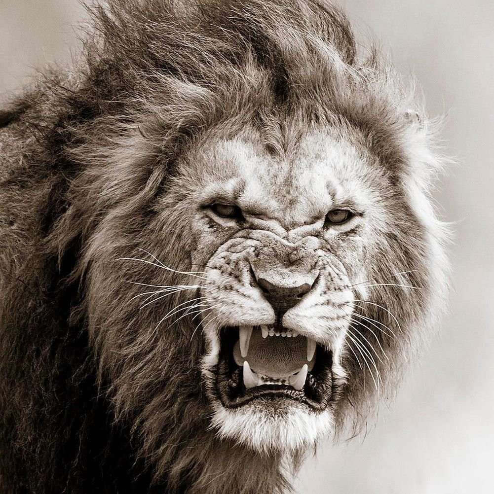 Агрессивные авы. Злой Лев. Оскал Льва. Лев рычит. Свирепый Лев.