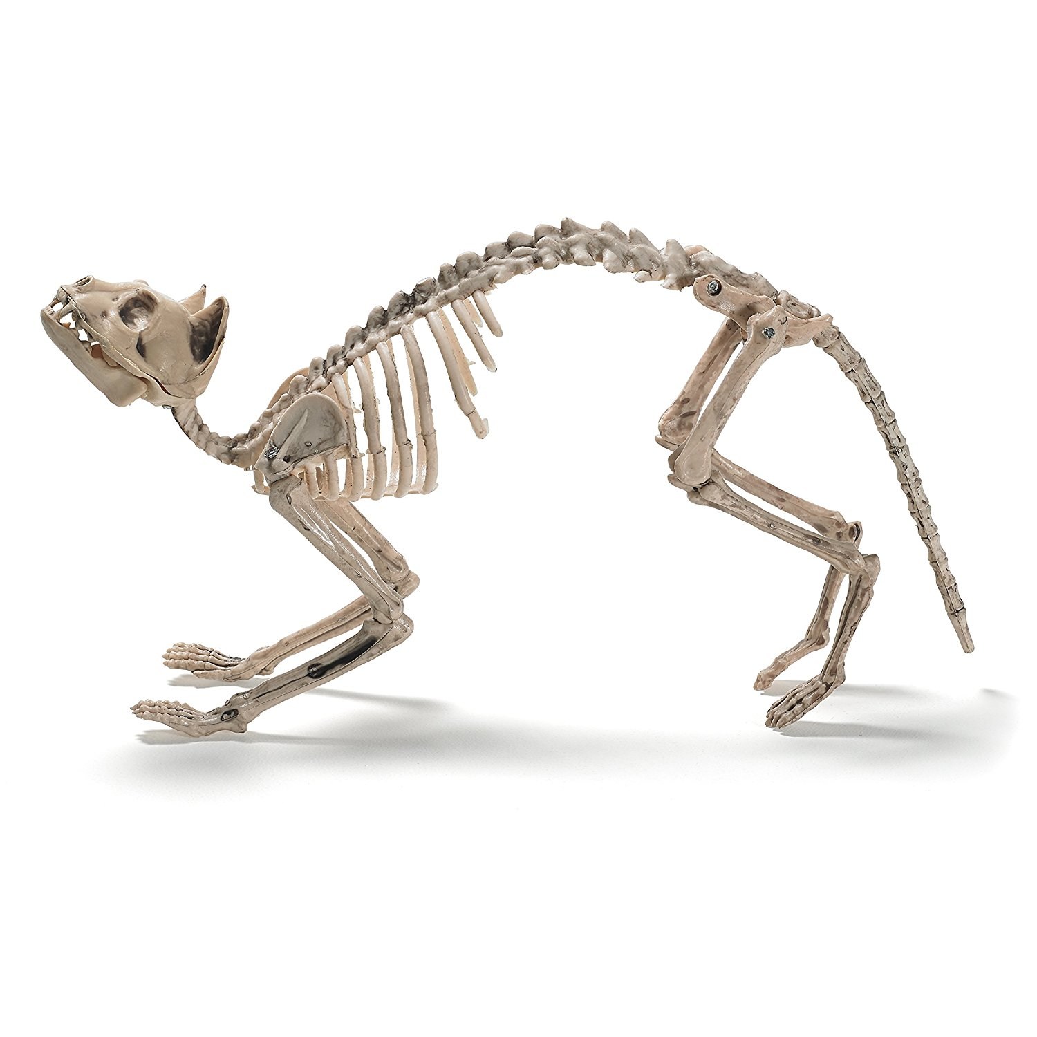 Скелет хвоста. Хвост кота скелет. Скелет кошачьего хвоста. Кошкин скелет. Кости кошки скелет.