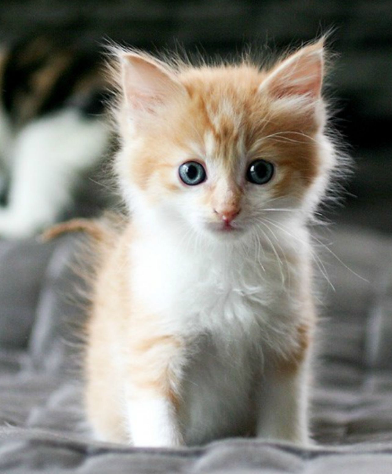 Кошка красивая маленькая. Милые котики. Красивые котята. Красивые кошечки. Милые кошечки.