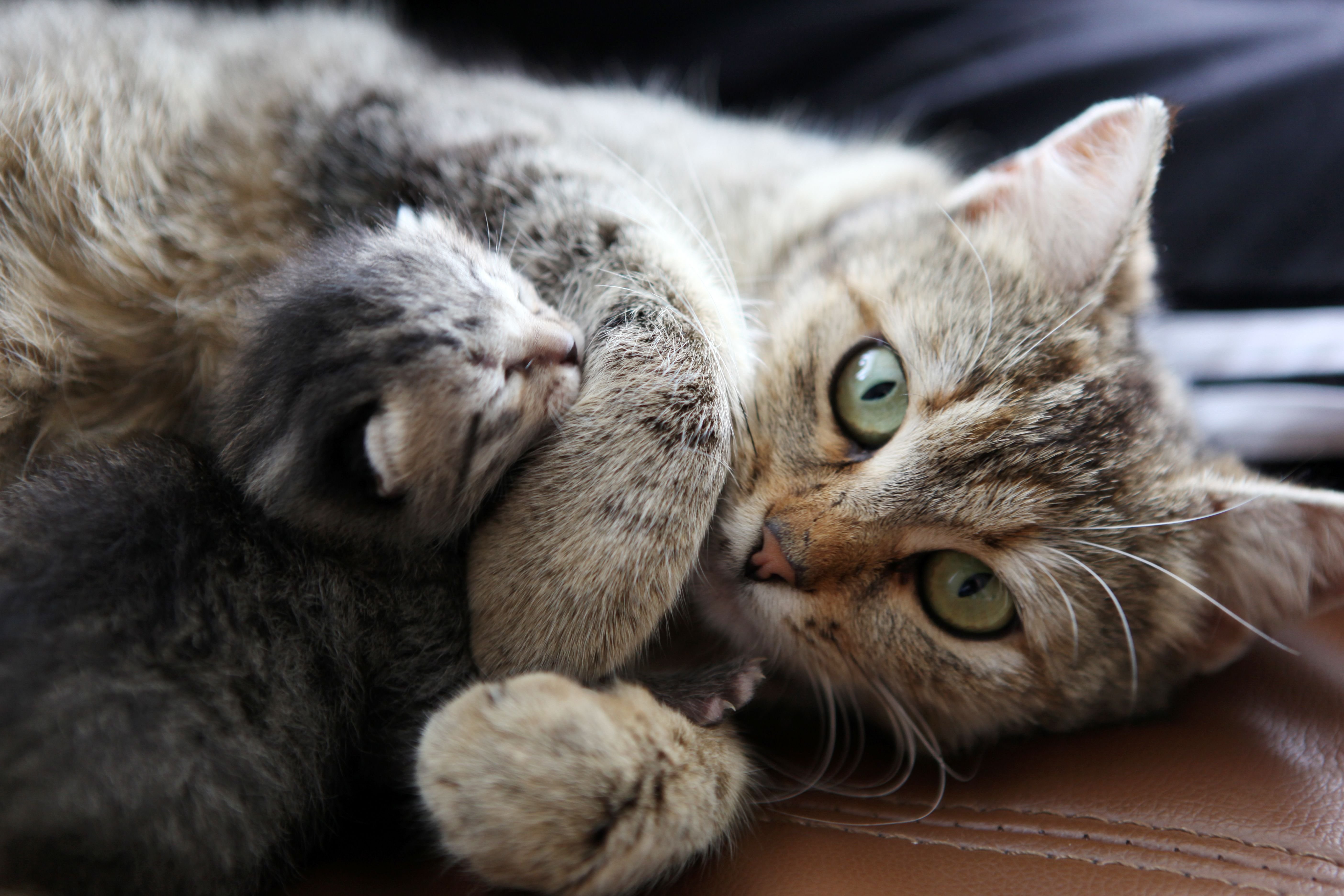 Звук кошки мамы котятам. Мама кошка и котенок. Кошки для мема. Котята с мамой. Милые котята с мамой.
