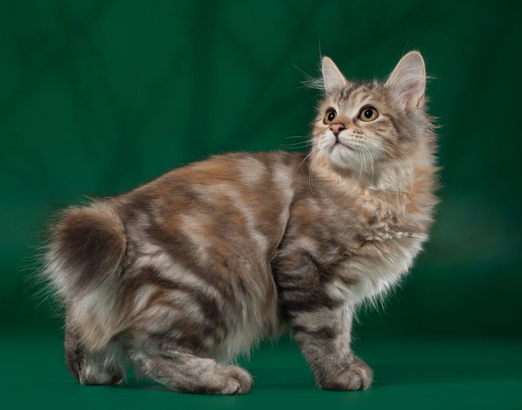 Порода кошек камчатский бобтейл - картинки и фото koshka.top