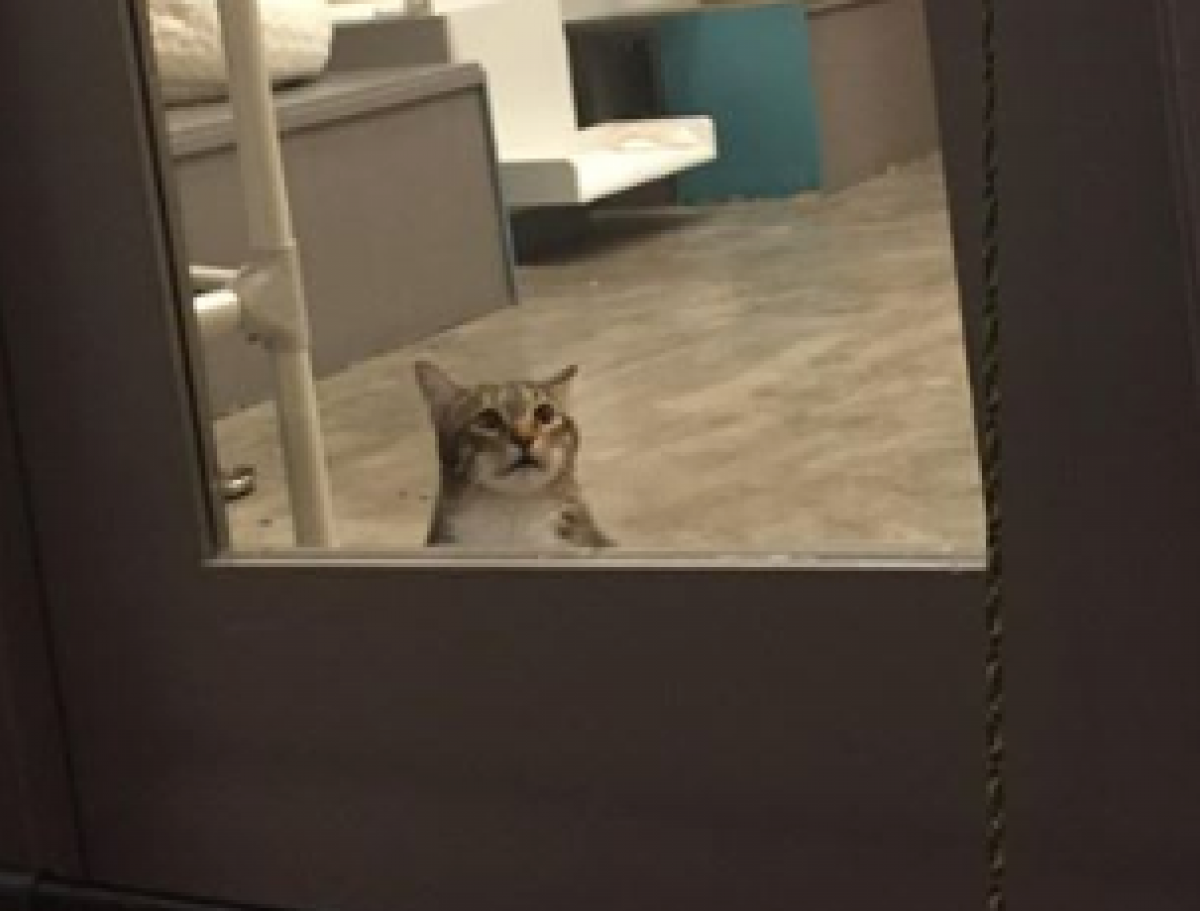 Кот открывает дверь. Кот из за двери. Кот просящий открыть дверь. Кот в приюте фото. Звук просящей кошки