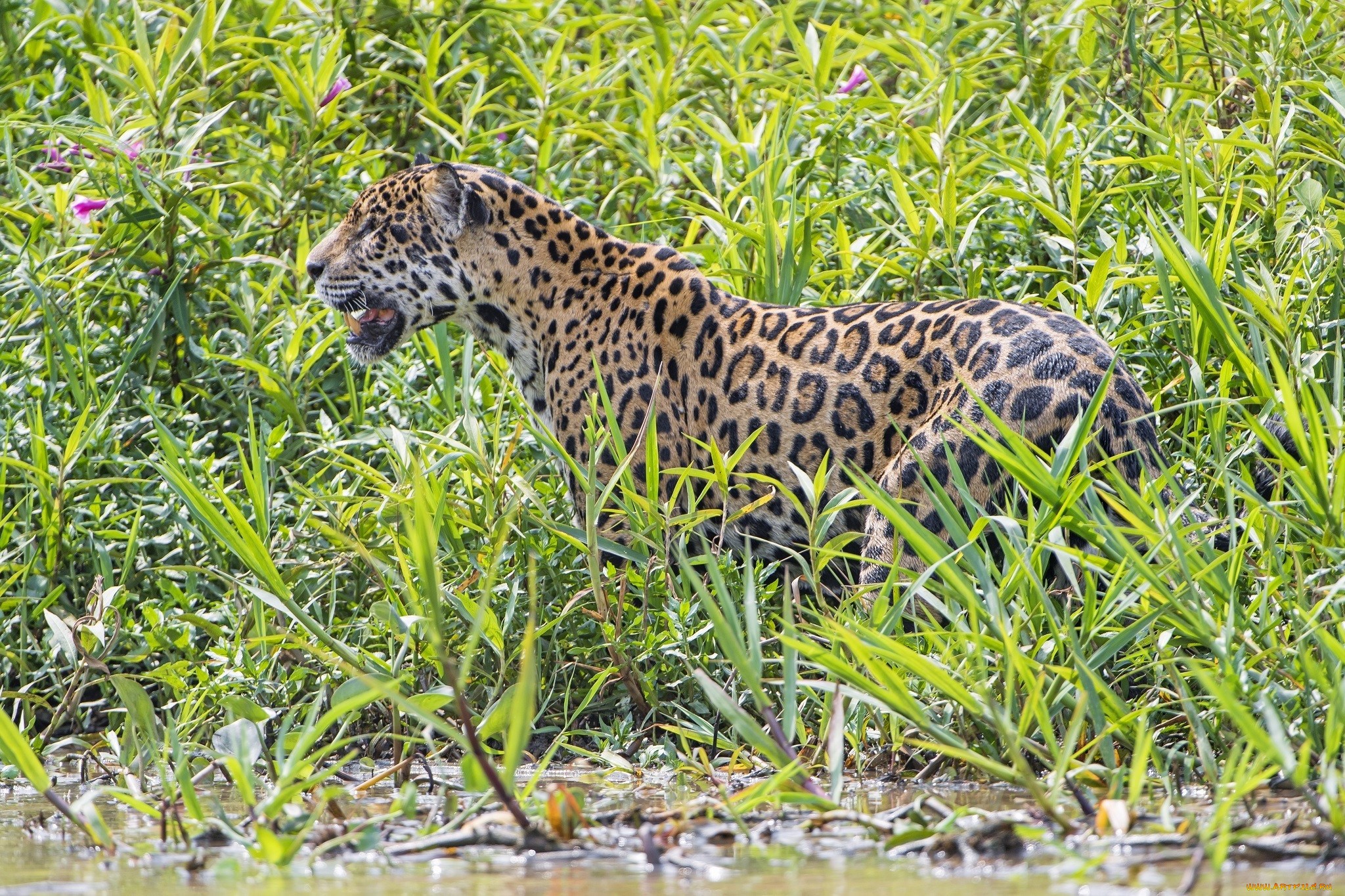 Тега животное. Окрас ягуара. Ягуары Коста Рика. Пятнистый Ягуар. Ягуар животное.
