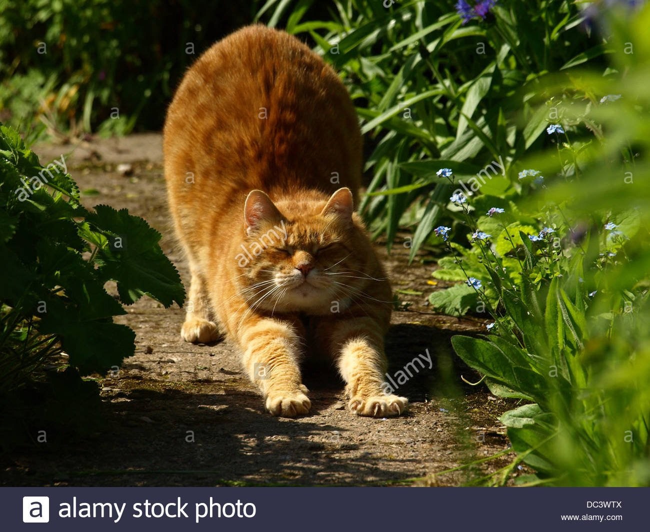 Говорите рыжего кота. Рыжий кот. Толстый рыжий кот. Рыжий толстый кот на солнышке. Рыжий кот потягивается.