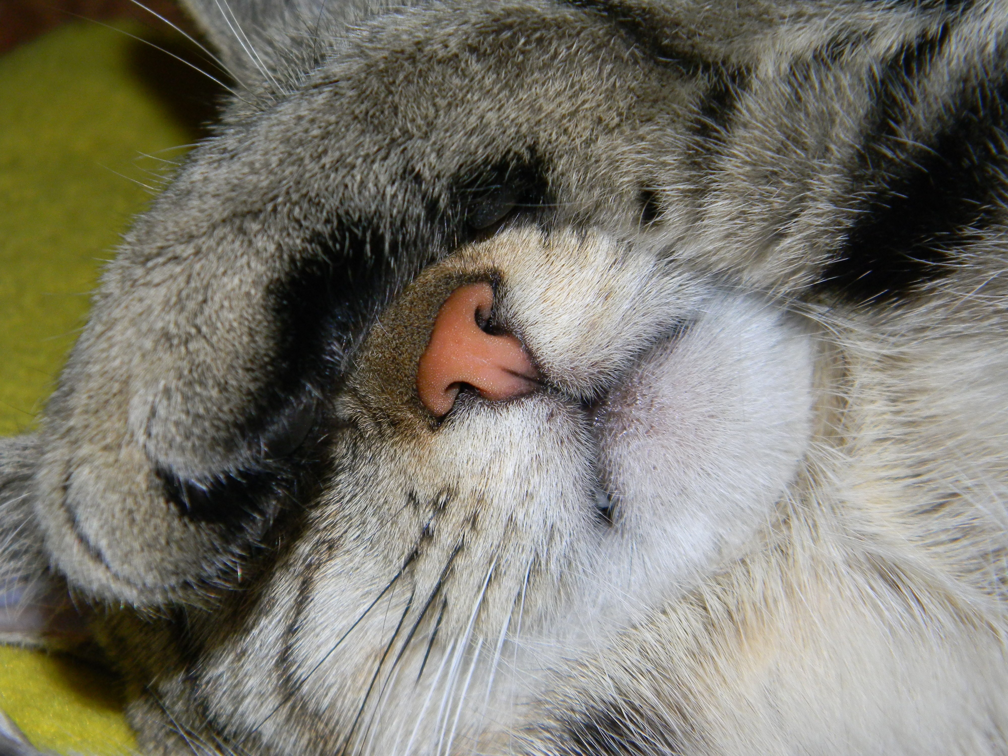 Кошка ест нос. Кошачий носик. Нос котика. Носики котиков.