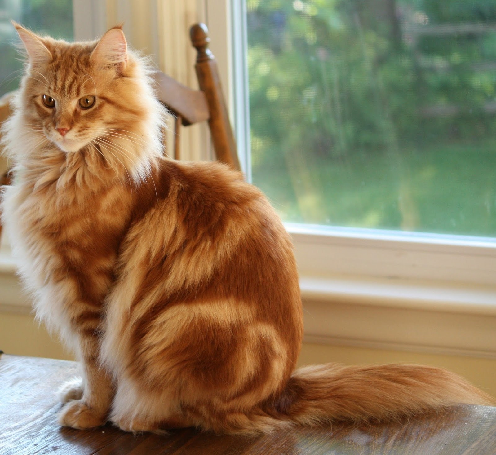 Рыжие породы кошек с фотографиями. Сибирский Мейн кун рыжий. Европейская длинношерстная кошка рыжая. Мейн кун рыжий. Длинношерстный Мейн кун.