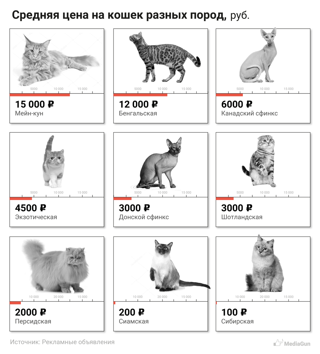 сравнение пород кошек