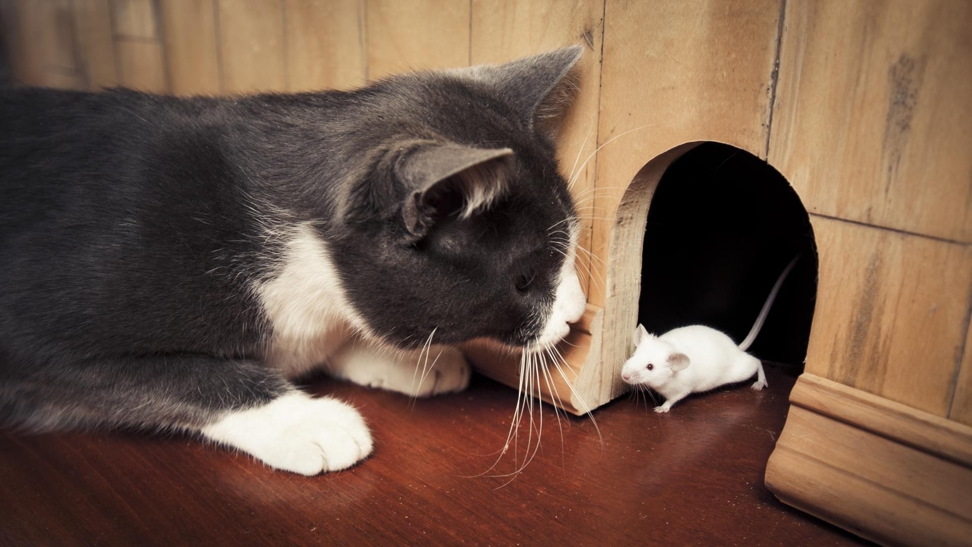 Кошки пищат звуки. Кошки-мышки. Кошка и мышь. Кот и мышонок. Коты и мыши.