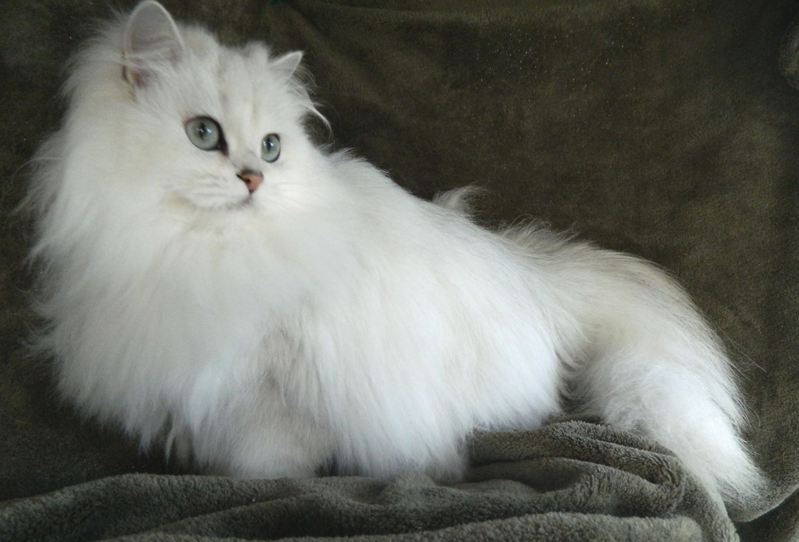 Длинная шерсть на хвосте. Бурмилла длинношерстная белая. Хайлендер британский длинношерстный. Британская длинношёрстная кошка. Бурмилла длинношерстная (Burmilla longhair).