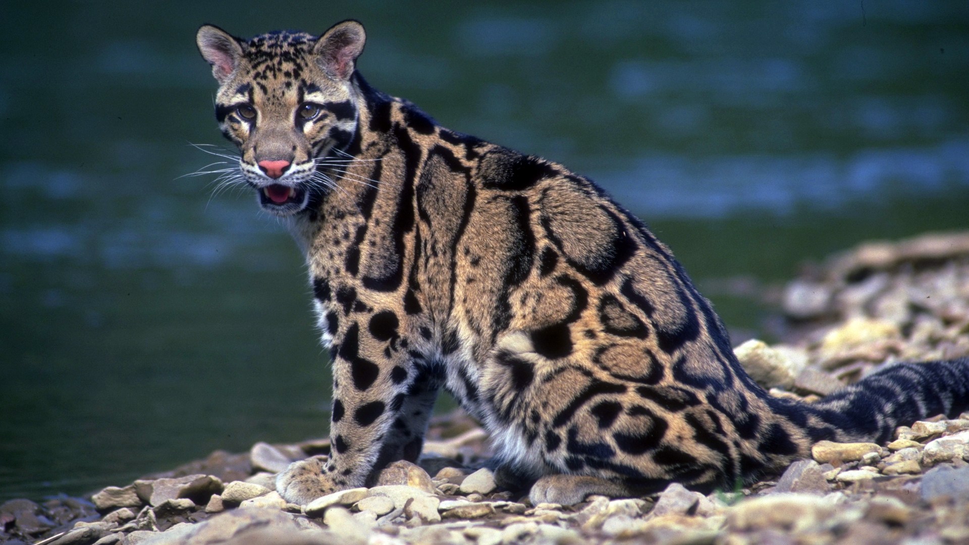 Какие хищники водятся. Калимантанский дымчатый леопард. Леопард Оцелот Ягуар. Леопардовая кошка Оцелот. Дымчатый леопард (Neofelis nebulosa),.
