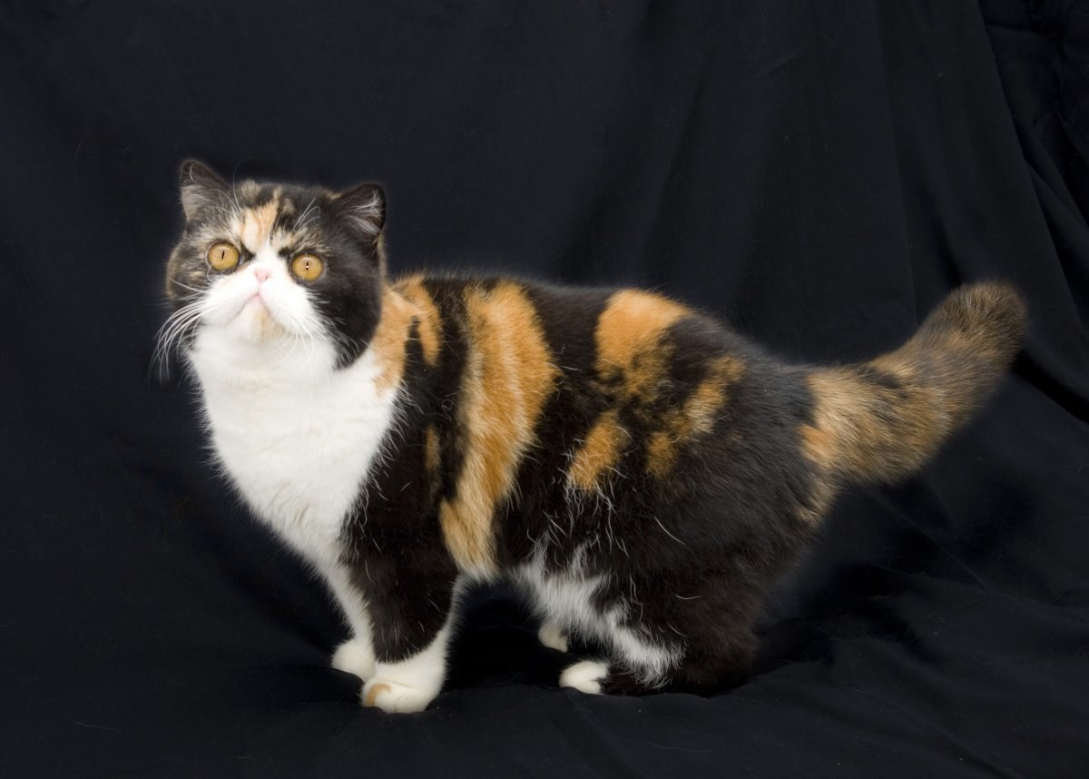 Трехцветная британская кошка - картинки и фото koshka.top