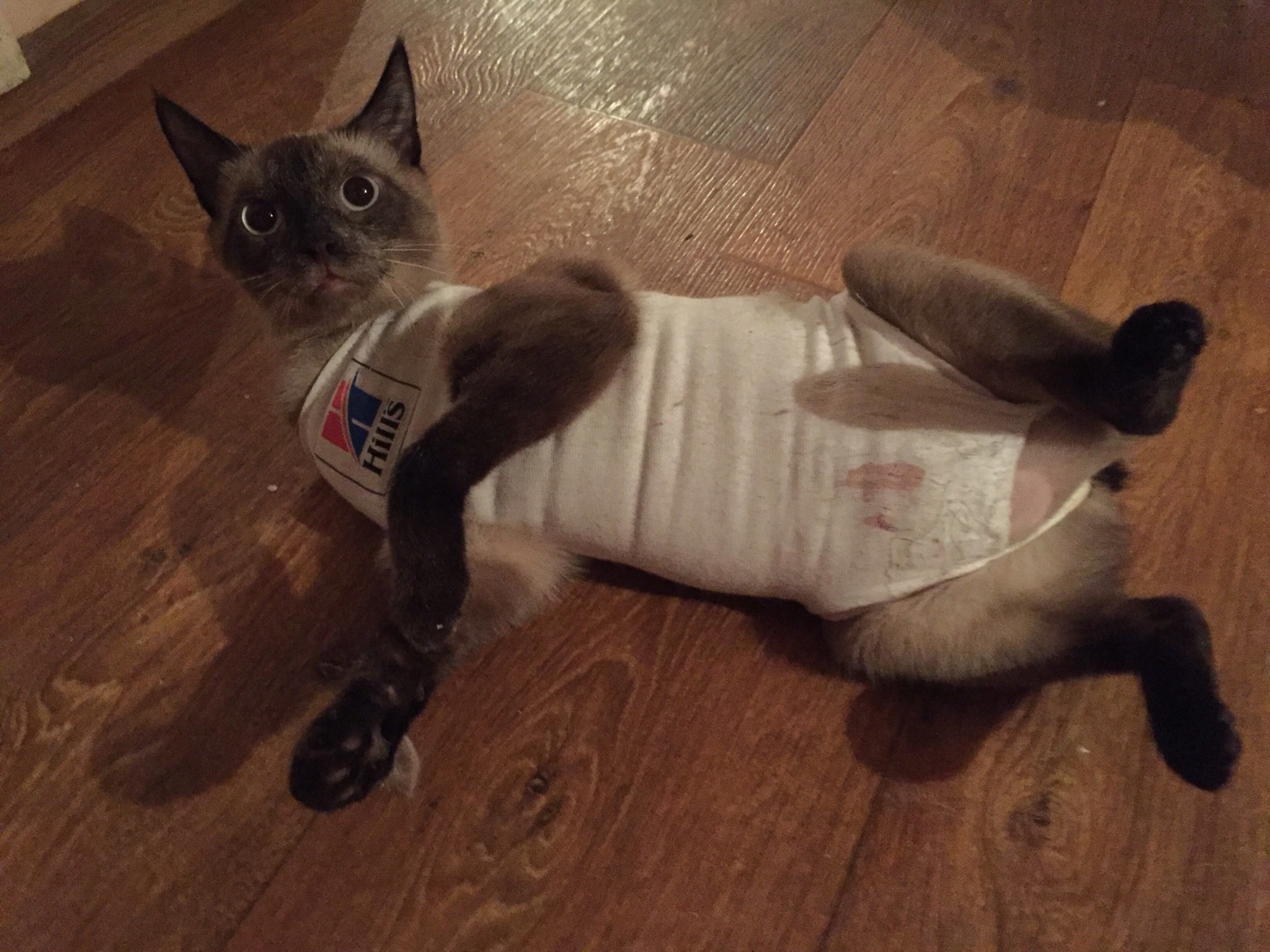 Кошке после операции одевают. Бандаж попона для кошки. Послеоперационный бандаж для кошки. Бандаж для кошки после стерилизации. Послеоперационные штаны для кота.