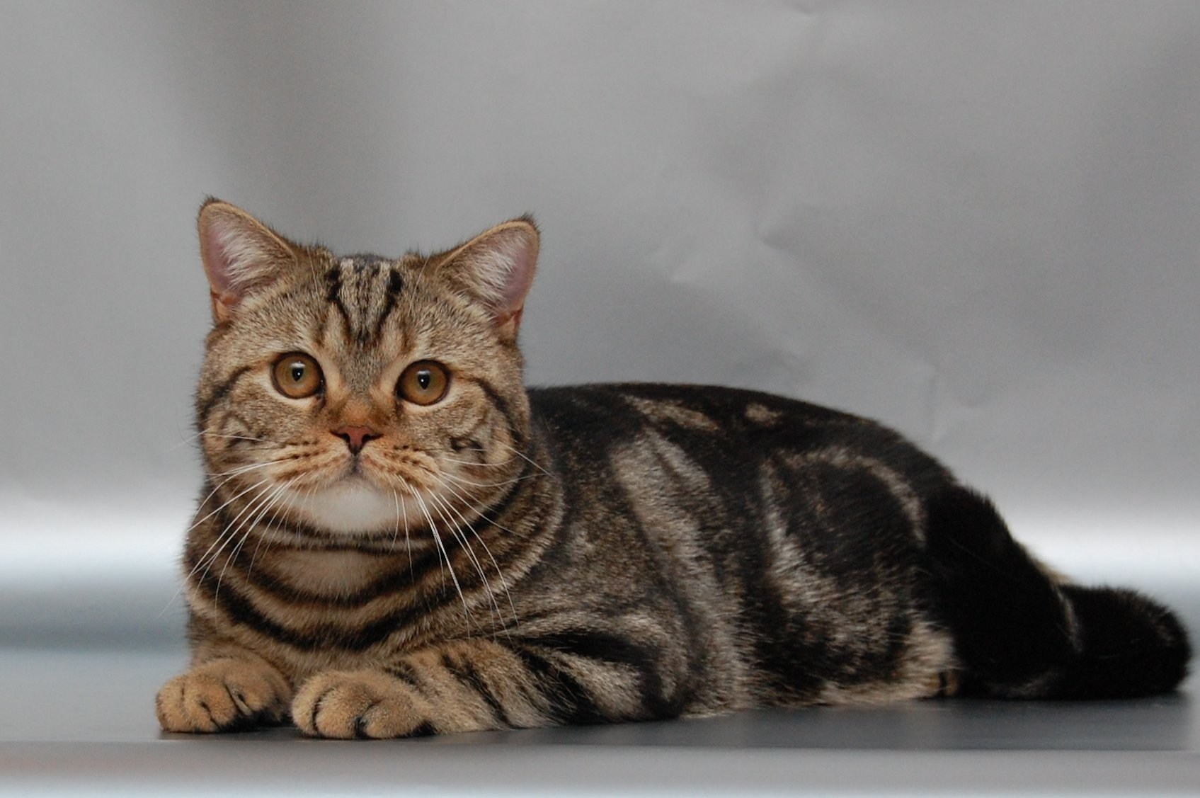 Британская полосатая кошка - картинки и фото koshka.top