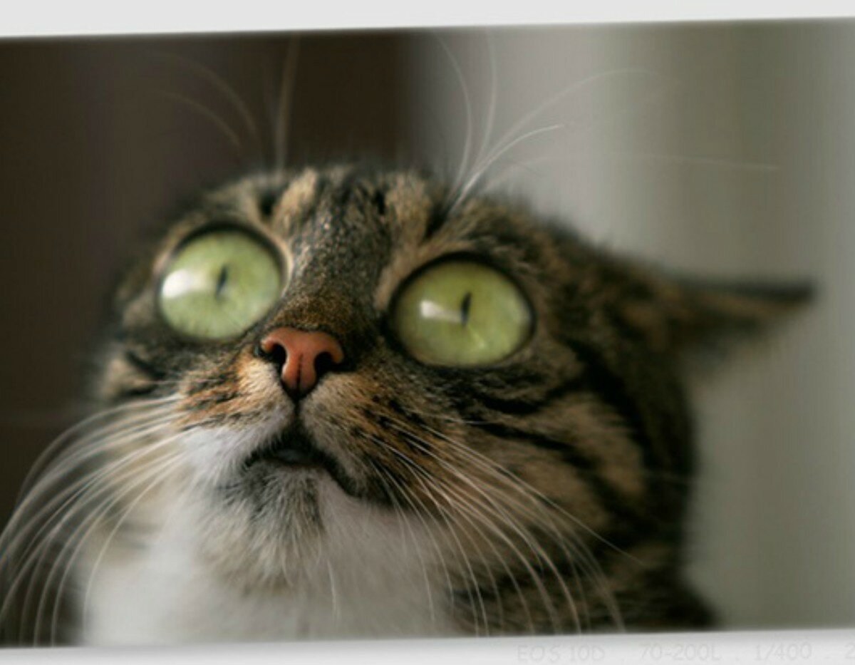 Scared cat. Кот с выпученными глазами. Кт с выпучеными глазами. Кот в шоке. Кот с вытаращенными глазами.